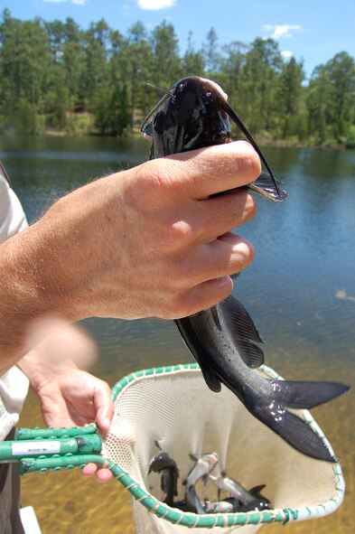 EGLIN AIR FORCE BASE, Fla. -- Eglin natural resource managers hope local youth will enjoy their experience catching catfish like this at the Youth Fishing Rodeo event on May 26-27.(Photo by Jerron Barnett)
