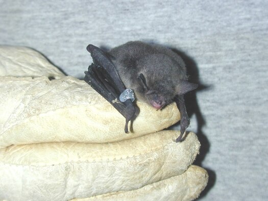Environmental scientists from Arnold organized, wrote the charter and chaired the Tennessee Bat Working Group to protect a federally listed endangered bat species, the Gray bat. Their work with the Gray bat was a key factor in winning the 2006 Secretary of Defense Gen. Thomas D. White Environmental Award for Natural Resources Conservation.