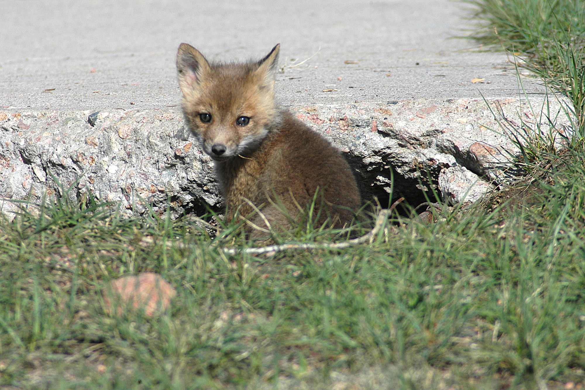 A brave fox kit comes out of the den to have a look around later in the morning April 26. Due to the traffic, the foxes usually stay in their den during work hours.
