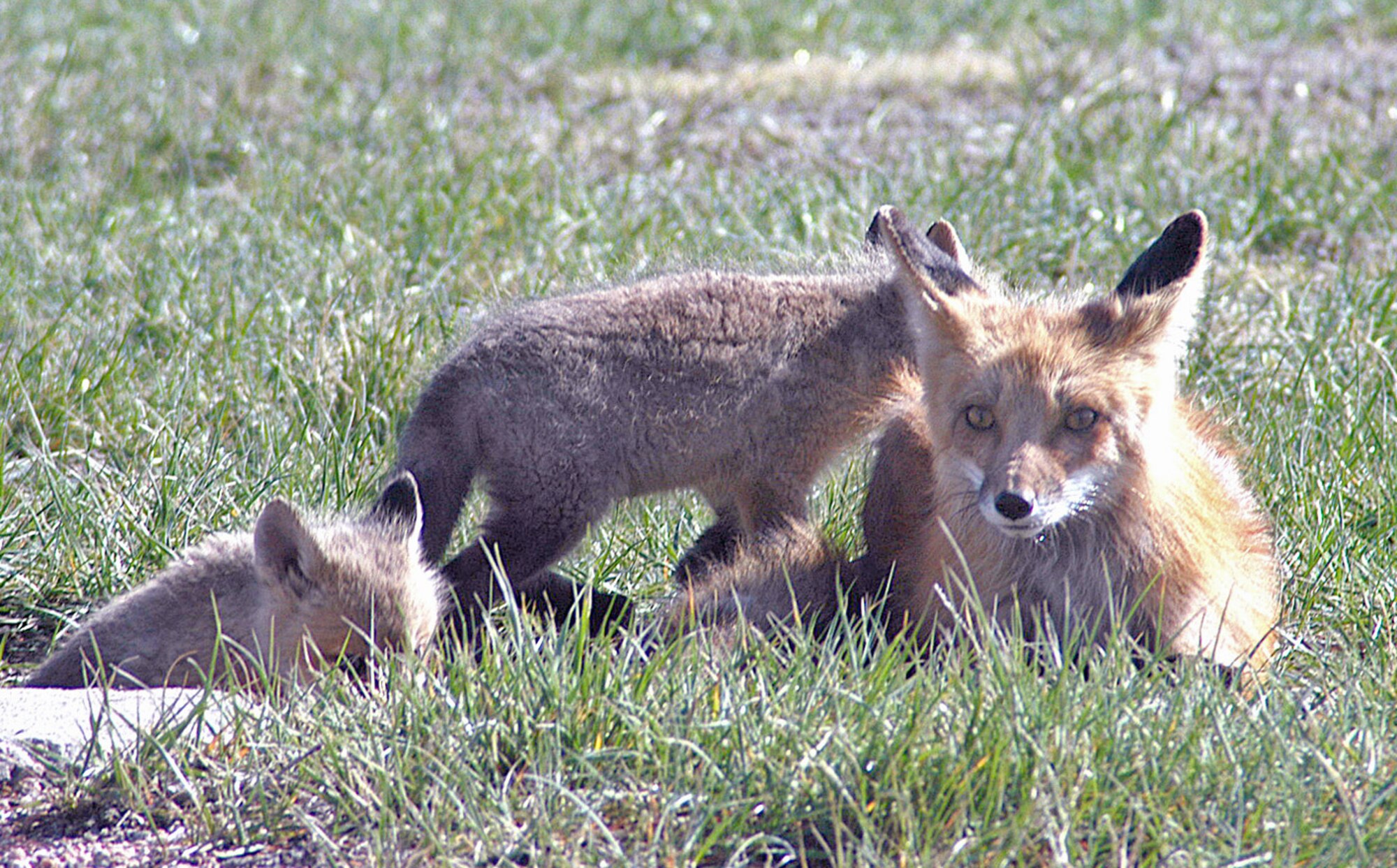 A fox and her two kits warm themselves outside their den across the street from the Boy Scout Hut on base April 26. Five fox kits and their mother have been spotted in a den near Rodgers Drive. For safety reasons, do not approach the den or the foxes (Photos by Shelley Raffl).