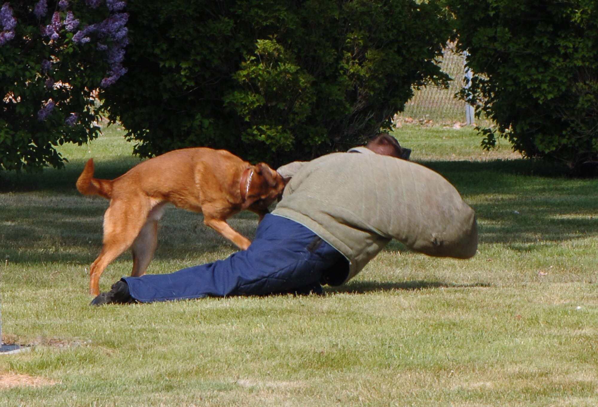 FAIRCHILD AIR FORCE BASE, Wash. – Staff Sgt. Levi Wilson, 92nd Security Forces Squadron military working dog trainer and handler, is taking to the ground by Eesau, a military working dog. Eesau is trained to bite into the suspect and hold him until the handler can take control. (U.S. Air Force photo/ Airman 1st Class Joshua Chapman)