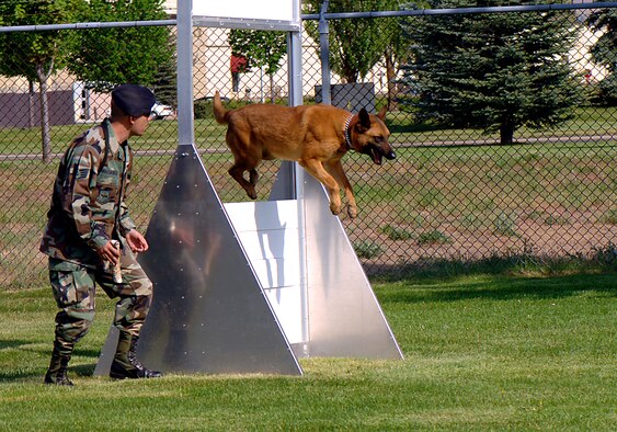 FAIRCHILD AIR FORCE BASE, Wash. – Staff Sgt. Josh Farnsworth, 92nd Security Forces Squadron military working dog handler, watches his partner Eesau clear an obstacle during the demonstration May 14.  The window obstacle on the confidence course ensures the dog is comfortable jumping through tight places. (U.S. Air Force photo/ Tech. Sgt. Larry Carpenter)