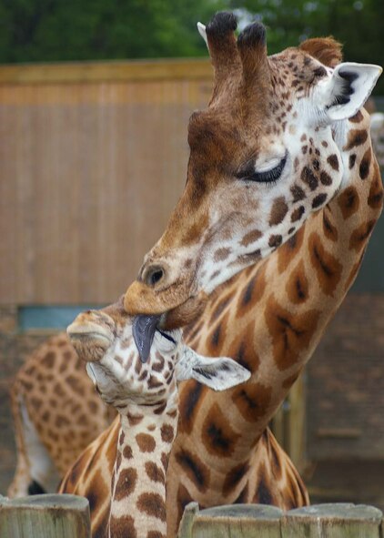 This mother and baby giraffe are just two of the many giraffes to be seen at Woburn Safari Park. While the giraffes and elephants are behind fences, most of the other animals, such as bison, zebras and monkeys, roam freely around the safari reserves. (U.S. Air Force photo by Karen Abeyasekere)