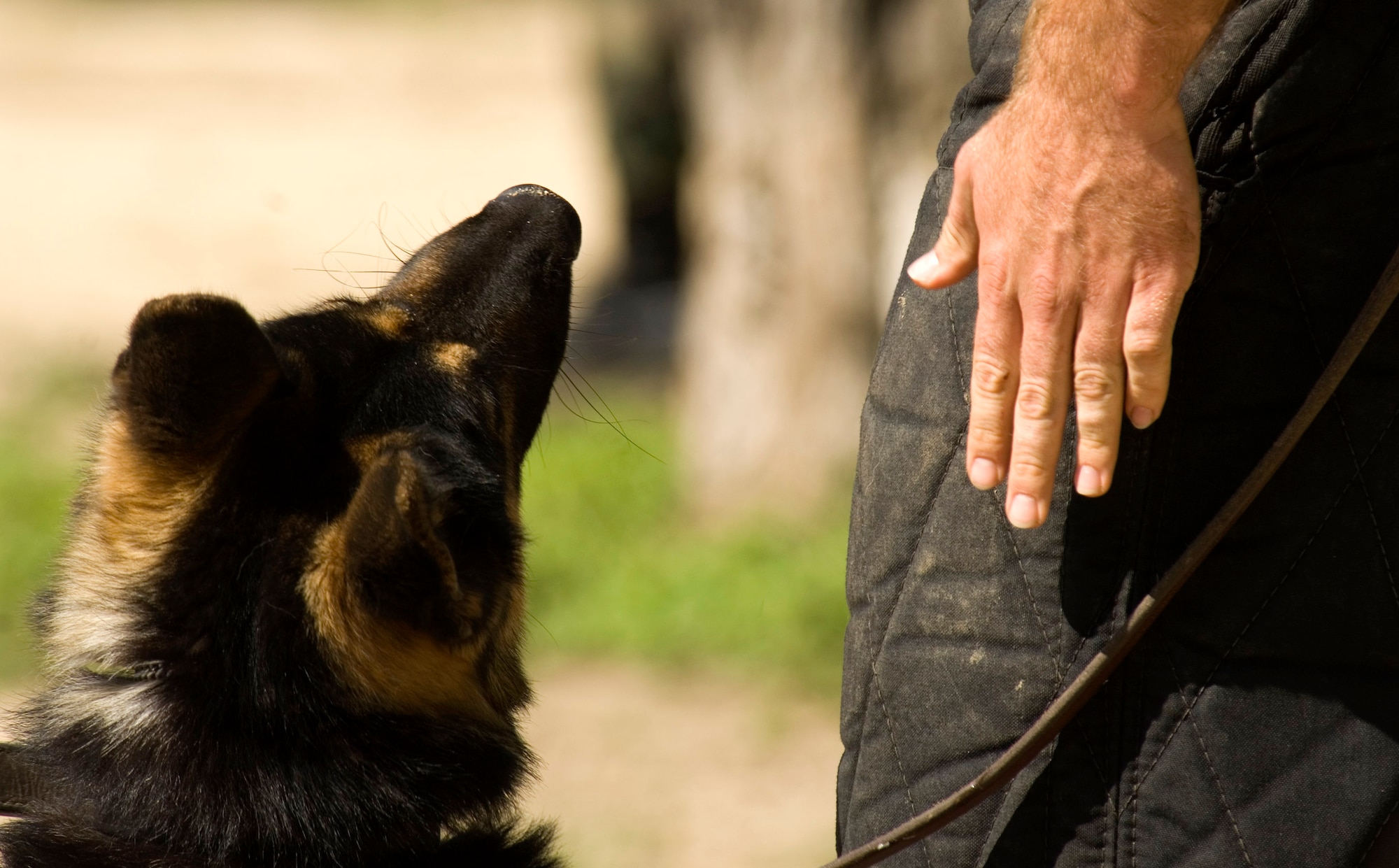 Both verbal and nonverbal commands are used to train military working dogs at the 341st Training Squadron at Lackland Air Force Base, Texas. More than 1,300 dogs DOD-wide are trained here for patrol and bomb/drug detection in the field. (U.S. Air Force photo/Tech. Sgt. Matt Hannen) 