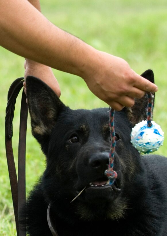 A military working dog gets enticed with a ball on the end of a rope. Through play, dog handlers teach the canines how to bite on command. The 341st Training Squadron at Lackland Air Force Base, Texas, trains more than 1,300 dogs DOD-wide. (U.S. Air Force photo/Tech. Sgt. Matt Hannen) 