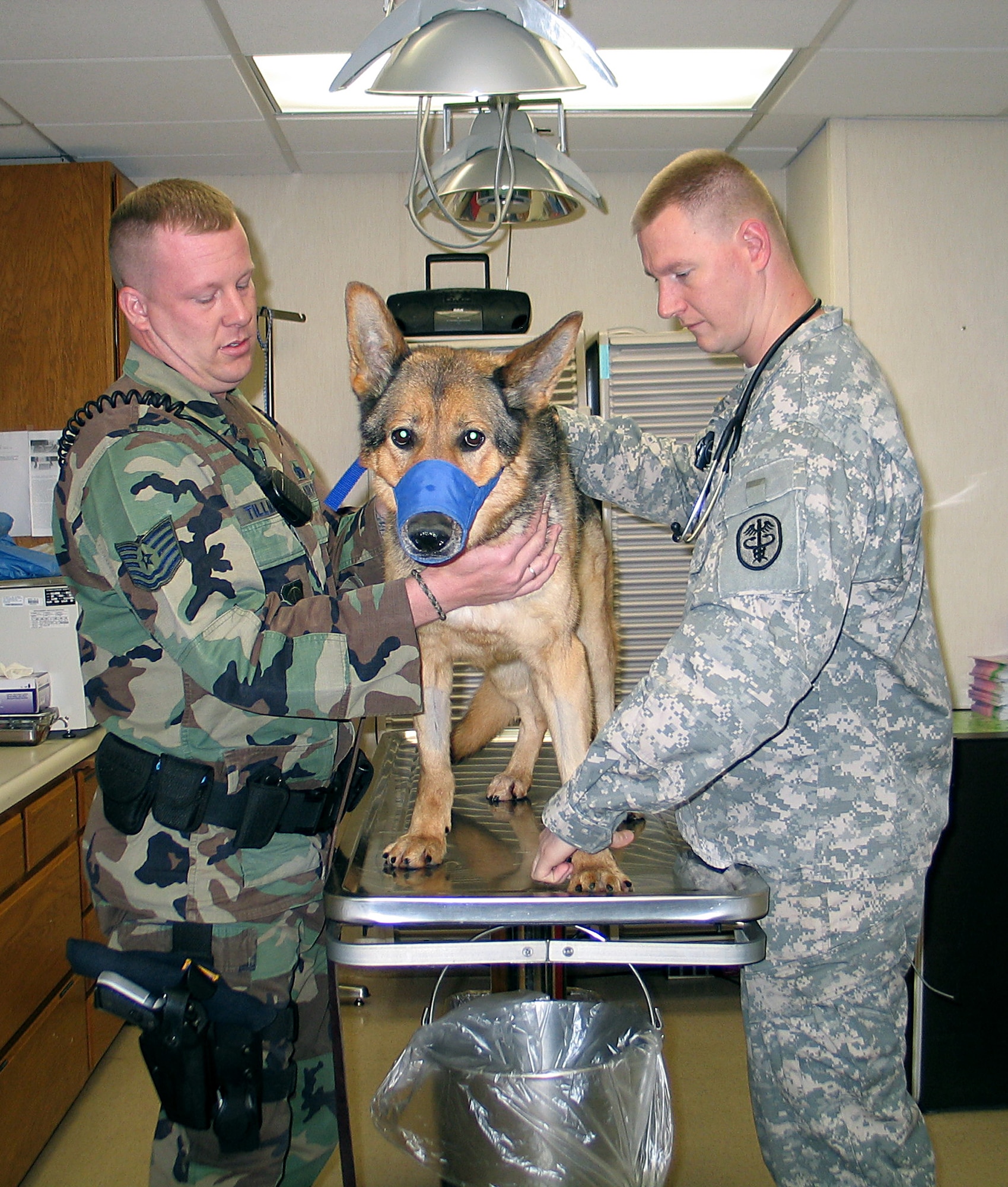 FAIRCHILD AIR FORCE BASE, Wash. – Army Spc. Robert Oakley, animal care specialist, gives Uran F421 a physical at the Veterinary Clinic here May 20 while Tech. Sgt. Brandon Tillman, 92nd Security Forces Squadron military working dog handler, holds his canine partner. During the regular temperature, pulse and respiration physical, Specialist Oakley checked Uran’s ears, eyes, responsiveness, pulse and breathing. Uran also has some allergy issues, said the specialist, so he spent some extra time checking the dog out for that. The prognosis: Uran is in good health, ready to get back to work. (U.S. Air Force photo/Staff Sgt. Connie L. Bias)