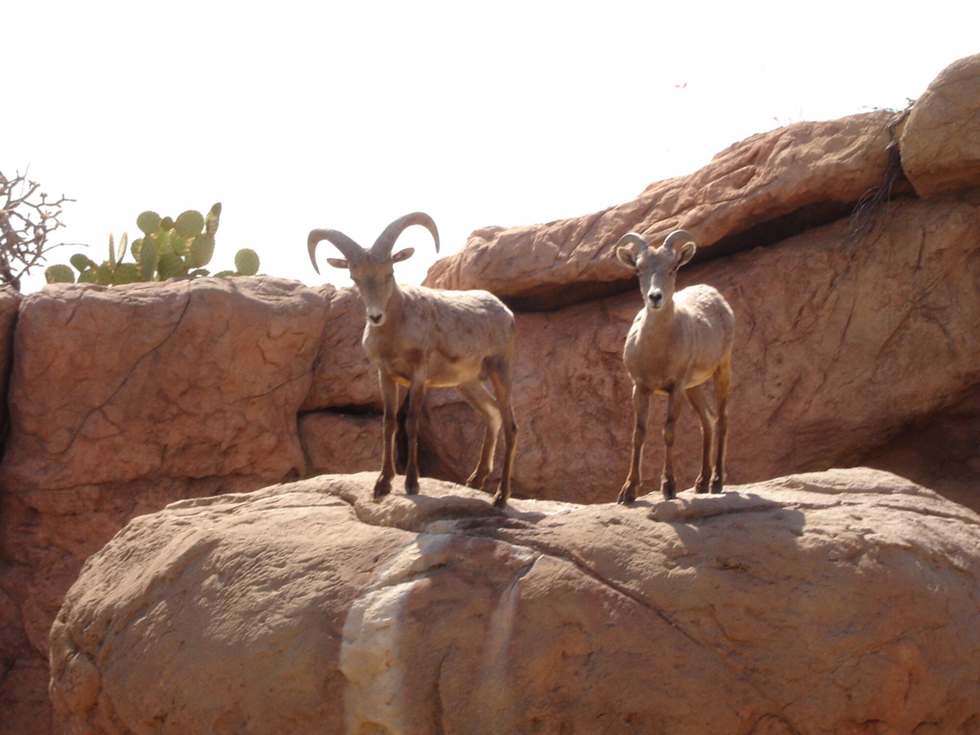 The Arizona-Sonoran Desert Museum in Tucson