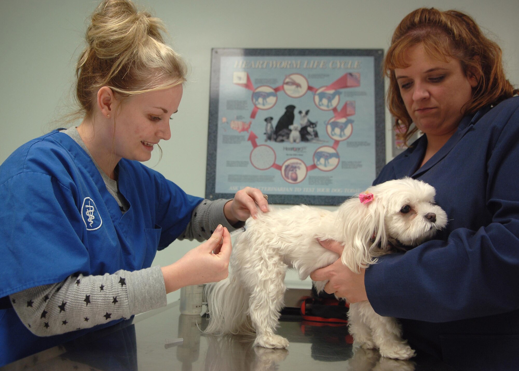 Brittany Dreier injects a rabies shot to Nikki a five year old Maltese owned by Rene Caldarelli for her annual vaccinations. Brittany is a veterinary technician at Yokota Air Base. (U.S. Air Force photo by Senior Airman Veronica Pierce VIRIN 070522-F-3177P-041).