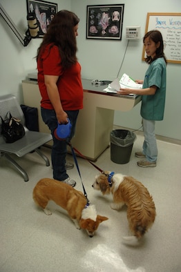 Veterinarian Doctor Aki Shirai ensures the dogs of Angela Cross owner of Foxy and Hunter are medically cleared for return back to the United States. It is mandatory for all pets of military members to be medically cleared before changing duty stations to an overseas location. (U.S. Air Force photo by SrA Veronica Pierce VIRIN 050722-F-3177P-027)