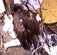 Osprey 48, one of the birds from Langley's Satellite Tracking Program, became tangled in a plastic bag in a duck blind on the Little Back River in Hampton. It was likely the osprey was gathering debris from her nest when she became trapped and died of stress and starvation, according to Tom Olexa, a U.S. Department of Agriculture wildlife biologist with the 1st Fighter Wing Safety Office. The purpose of the tracking program is not only to conserve Langley's natural resources, but also to prevent bird strikes on aircraft. (U.S. Air Force photo/Tom Olexa)