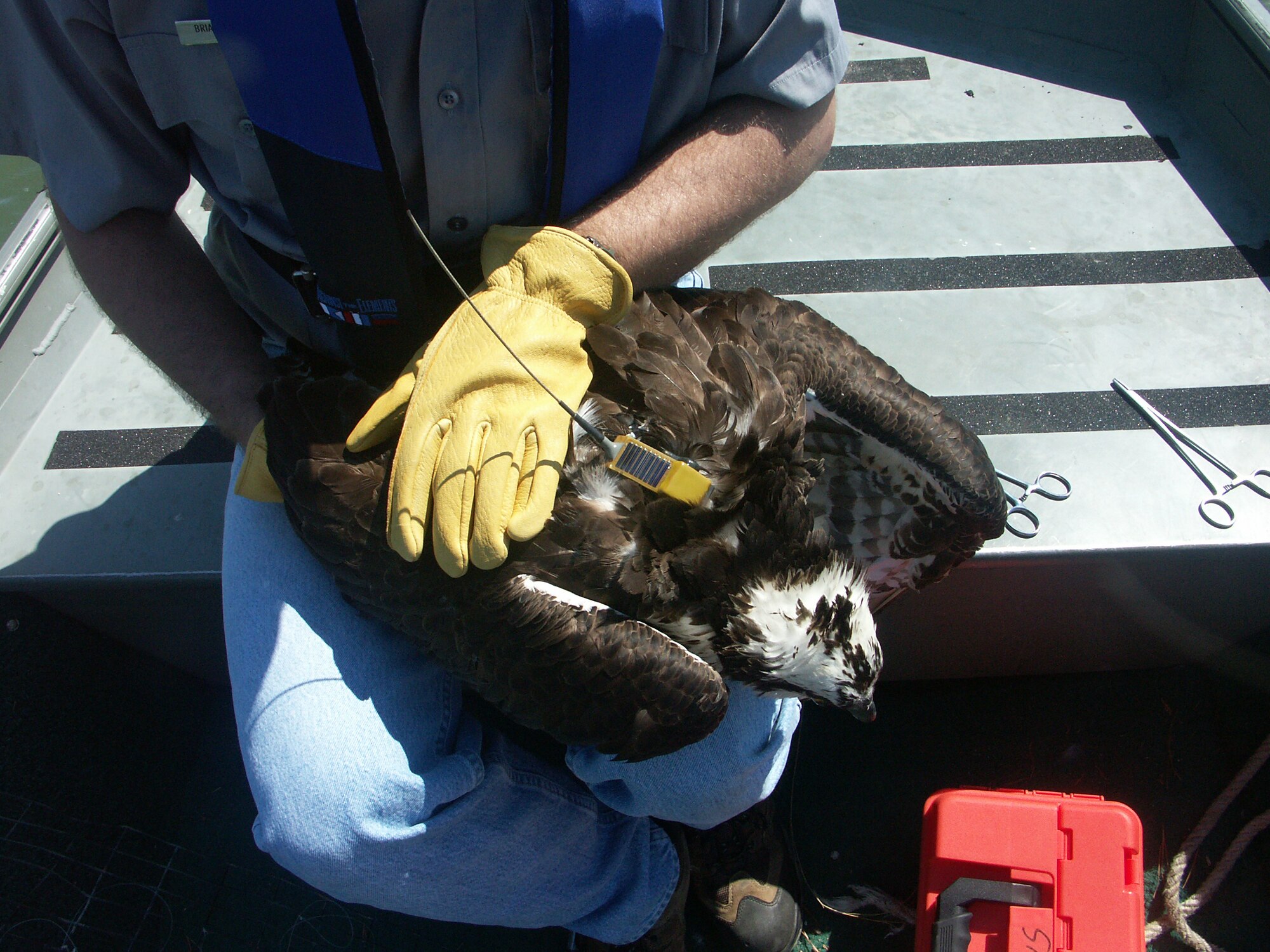 Osprey are fitted with global positioning systems, which help track their behavioral patterns through Langley's Satellite Tracking Program. The purpose of the program is not only to conserve Langley's natural resources, but also to prevent bird strikes on aircraft. (U.S. Air Force photo/Tom Olexa)
