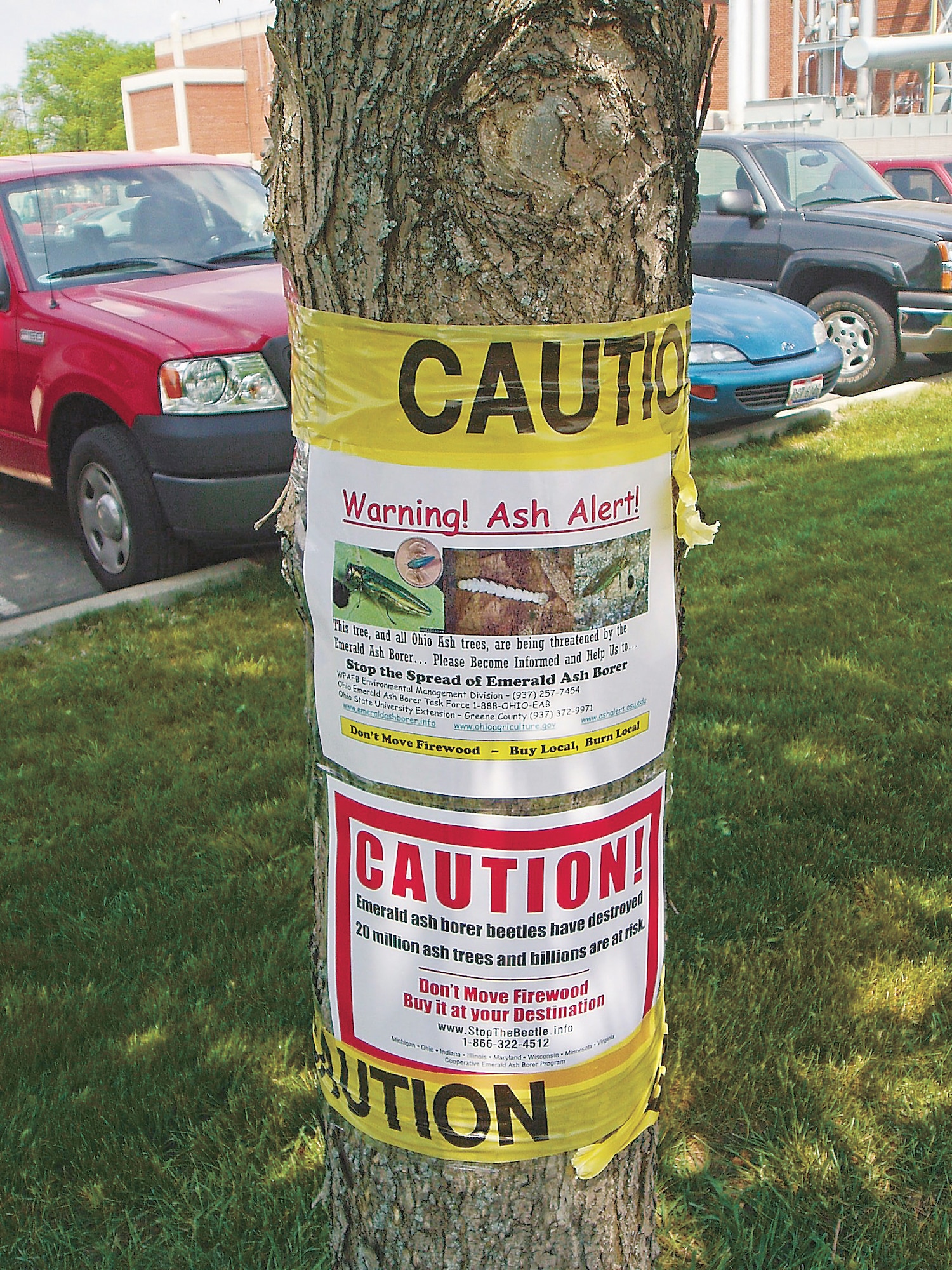 An ash alert sign attached to a green ash tree at Wright-Patterson Air Force Base, Ohio highlights hazards of transporting firewood and dangers posed by the emerald ash borer.  Employees across the base assisted the 88th Air Base Wing Environmental Management Division in marking trees as part of a statewide effort to raise awareness during Emerald Ash Borer Awareness Week May 20-26. The Buckeye state is home to 5 billion ash trees.  About 10 percent of the state's entire tree population are threatened by the exotic insect.  (Michael Schumacher/U.S. Air Force)