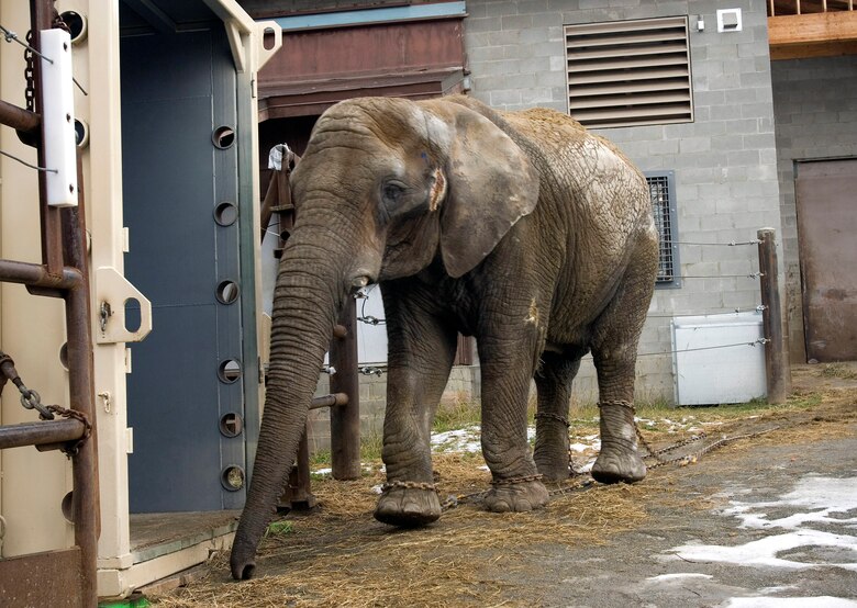 Operation Maggie Migration flies elephant to California > U.S. Air