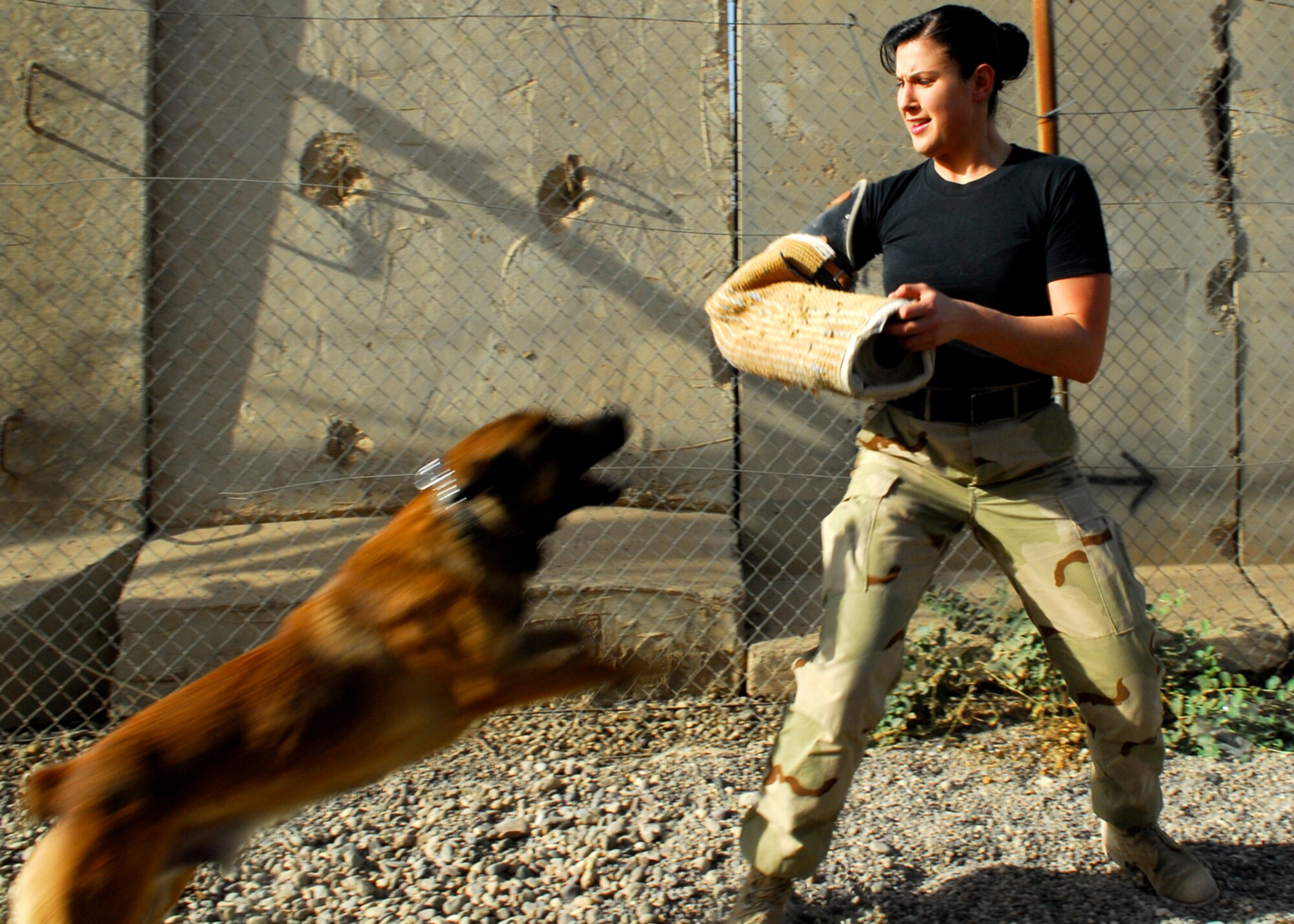BALAD AIR BASE, Iraq -- Staff Sgt. Stephanie Alicandro, 332nd Expeditionary Security Forces Squadron, plays the perpetrator so that Rico, a military working dog, can train on attacking hostile individuals. Sergeant Alicandro works alongside Soldiers to complete her mission here. Sergeant Alicandro is deployed for McGuire Air Force Base, N.J. (U.S. Air Force photo/Staff Sgt. Joshua Garcia)