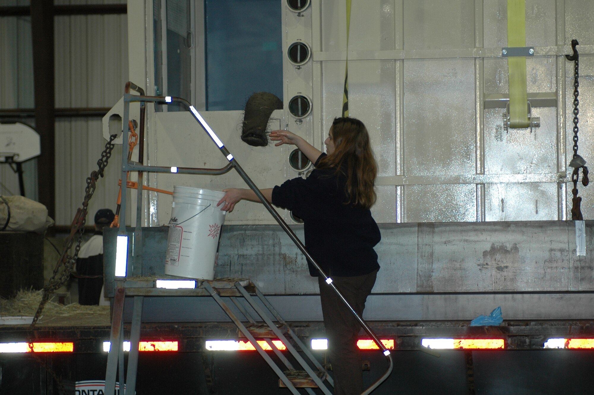 One of Maggie’s handler’s feeds her after she was flown in on a C-17 Globemaster III from the Alaska Zoo. Maggie will be transported to an animal sanctuary near San Andreas, Calif. (U.S. Air Force photo/Staff Sgt. Candy Knight)