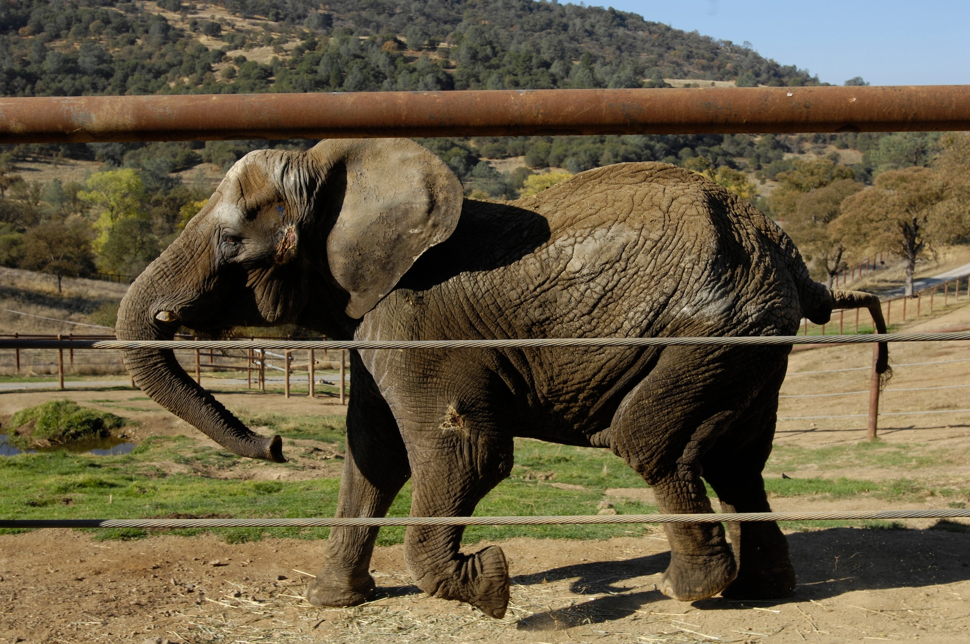 SAN ANDREAS, Calif. -- Maggie, a 25-year-old African elephant, checks out her new home at Performing Animals Welfare Society, or PAWS, after the journey from Anchorage, Alaska, to here on a Air Force C-17 Globemaster III Nov. 2. Maggie's trainers from the Alaska Zoo said the elephant handled the trip well and will stay at PAWS for several weeks to help her adjust to life in the sanctuary. (U.S. Air Force Photo by Tech. Sgt. Keith Brown)