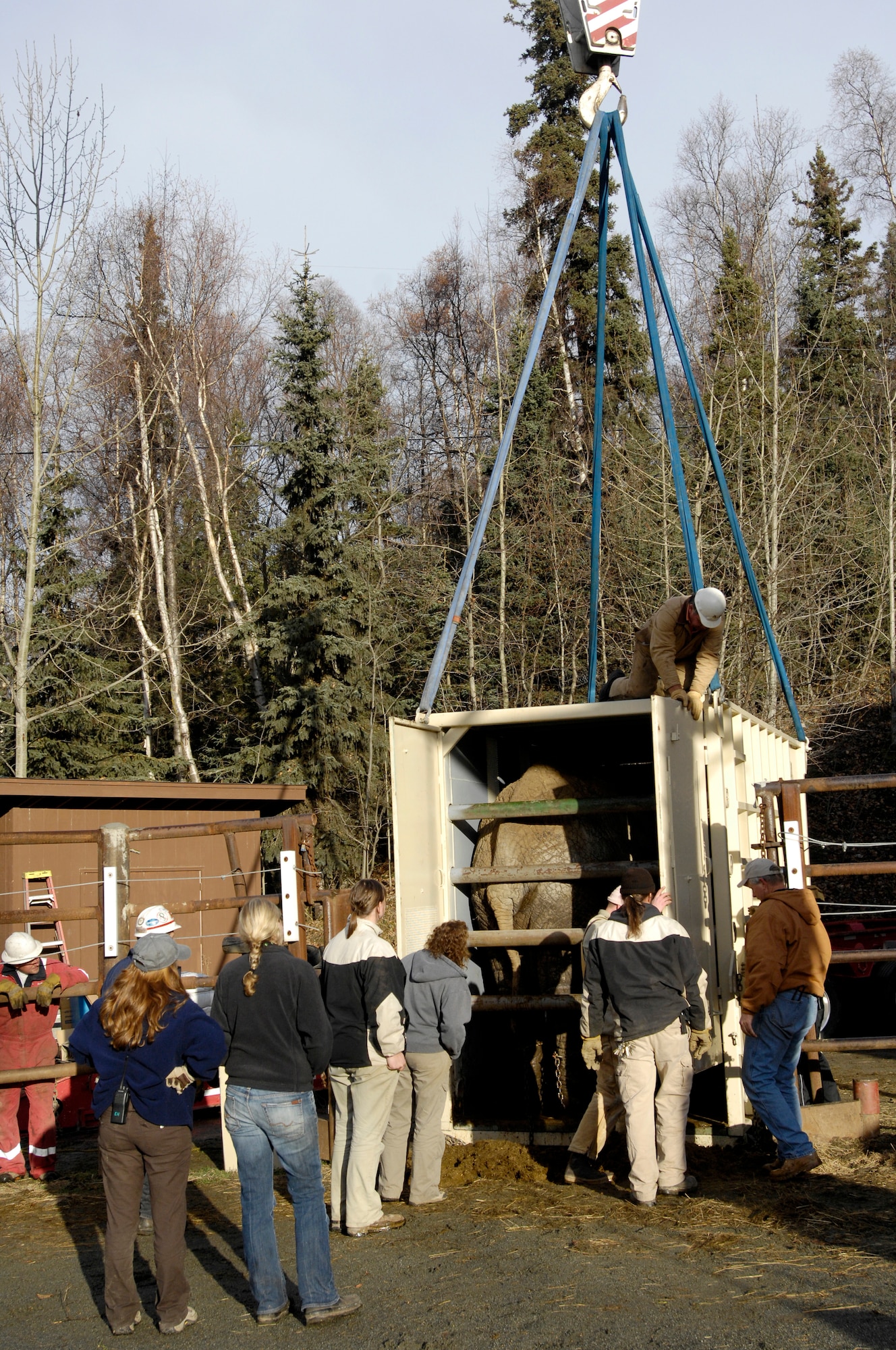ANCHORAGE, Alaska -- As zoo officials look on, a crane operator secures Maggie's crate before lifting it for transport from the Alaska Zoo to Elmendorf Air Force Base. (U.S. Air Force by Airman 1st Class Jonathan Steffen)