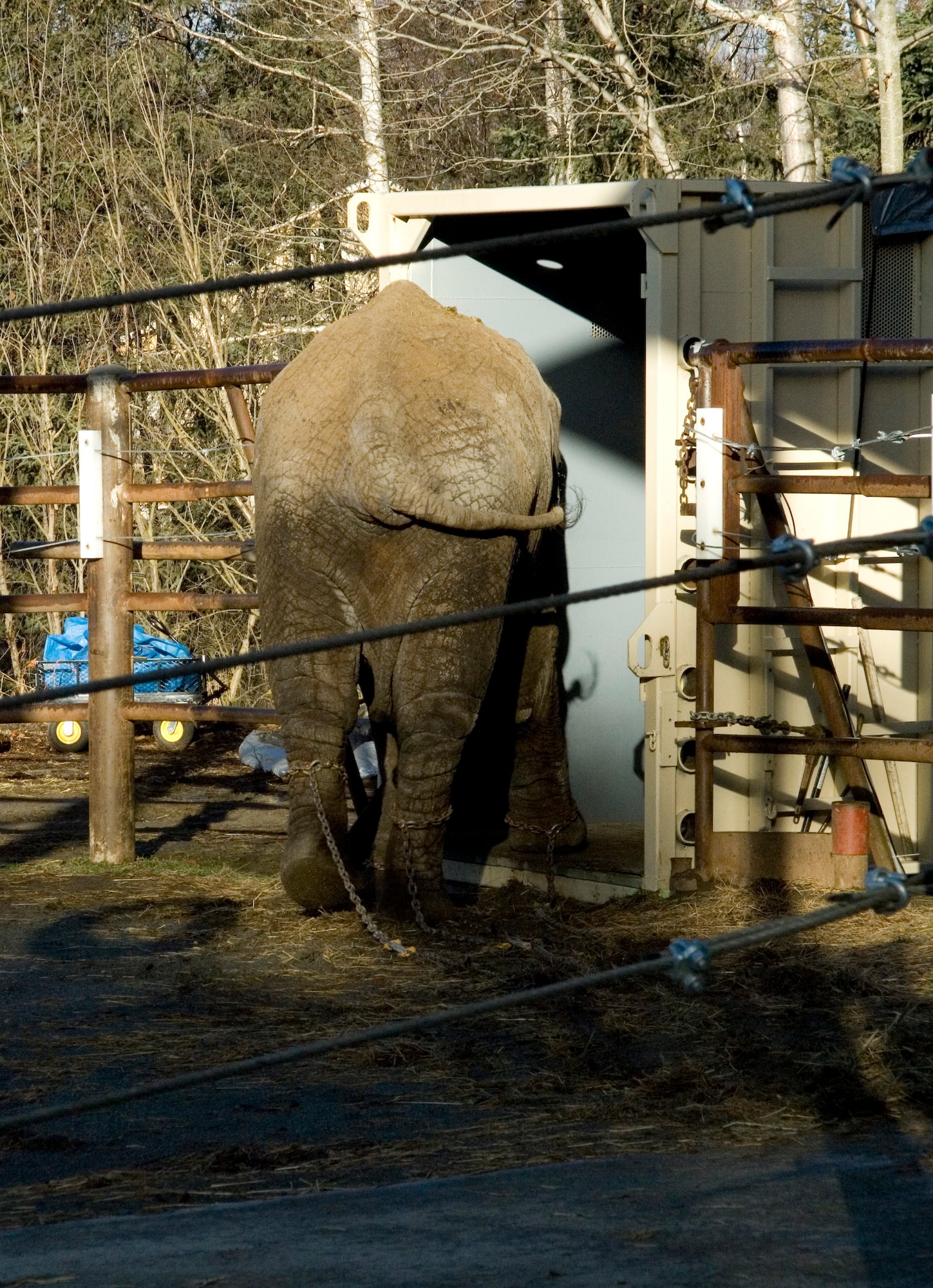 Maggie, an African elephant at the Alaska Zoo in Anchorage, Alaska, enters the crate that was used to transport her to the Performing Animals Welfare Society ARK 2000 Wildlife Sanctuary in California. An Air Force C-17 Globemaster III from Elmendorf Air Force Base, Alaska, was used to fly Maggie to her new home. Maggie was flown from Elmendorf AFB to Travis AFB, Calif., before being transported to PAWS. (U.S. Air Force photo by Airman 1st Class Jonathan Steffen)