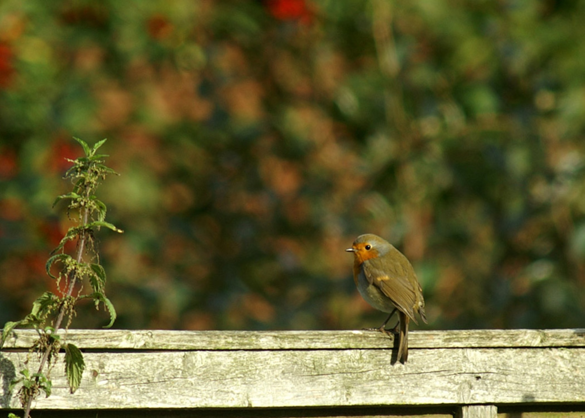 The Robin is a common garden visitor. (U.S. Air Force photo by Judith Wakelam)