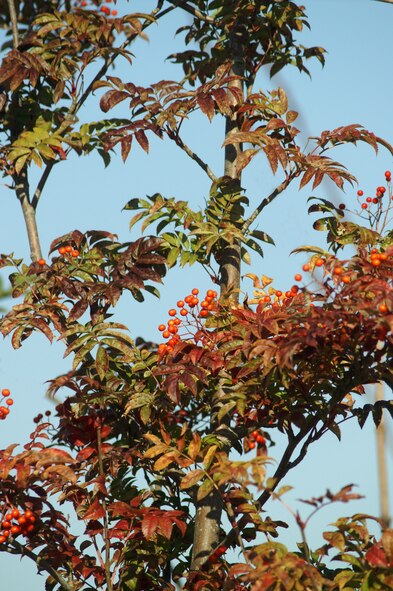 Brightly-colored rowan berries. (U.S. Air Force photo by Judith Wakelam)