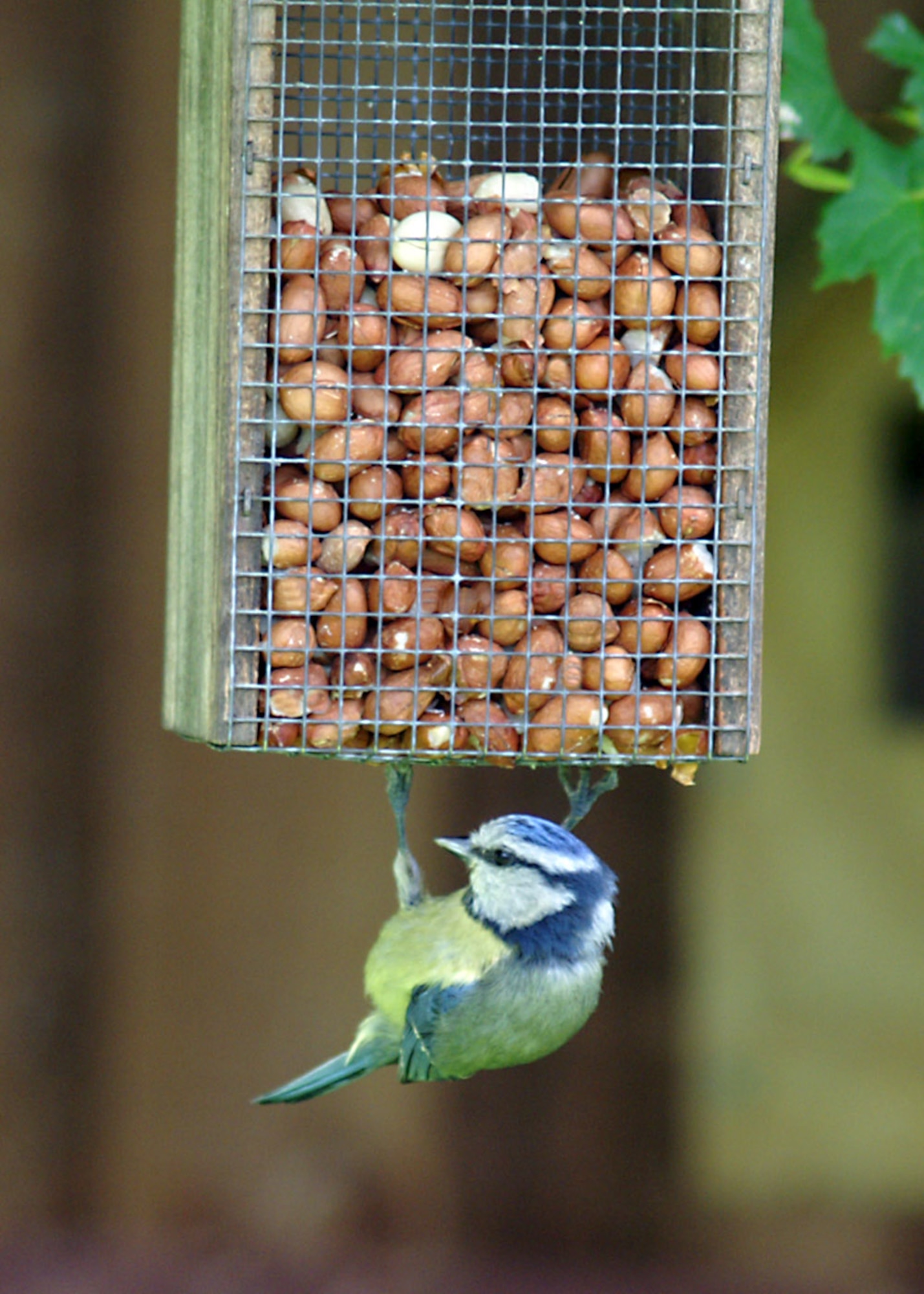 Birds like the blue tit shown here love peanuts. (U.S. Air Force photo by Judith Wakelam)