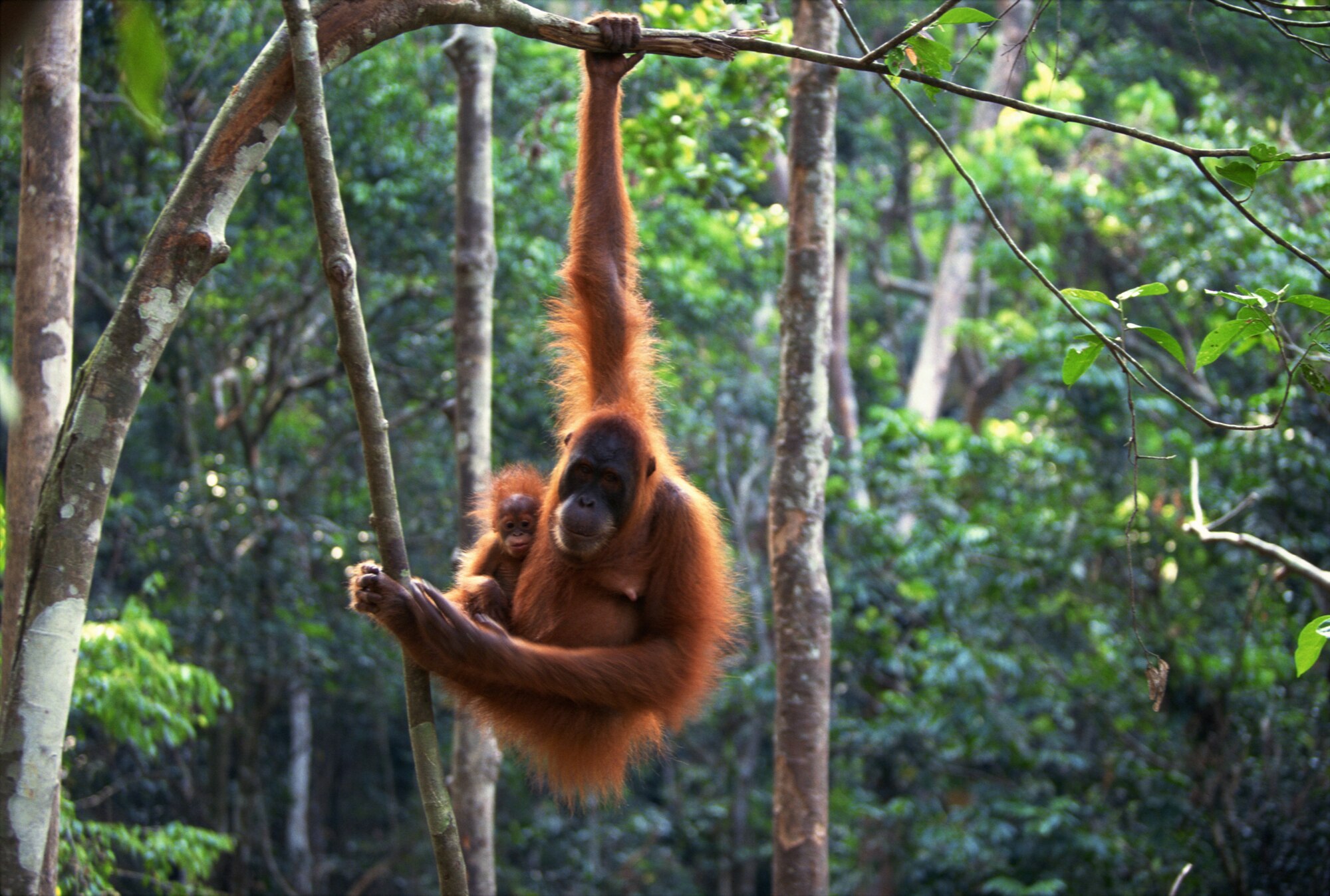 An orangutan hangs out with her baby in the rainforest. For $12 a month, six acres of rainforest can be protected. (Courtesy photo)
