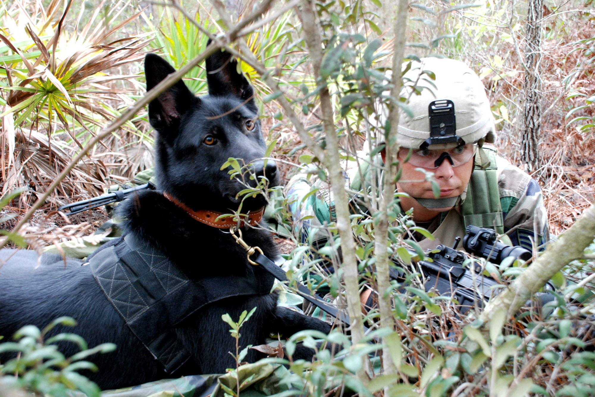 Tech. Sgt. Michael Jones and Blacky hide during  a lookout post/observation post assignment for a Brave Defender training scenario Oct. 23 at Eglin Air Force Base, Fla. Sergeant Jones is the kennel master for the 72nd Security Forces Squadron at Tinker AFB, Okla.  (U.S. Air Force photo/Staff Sgt. Mike Meares)