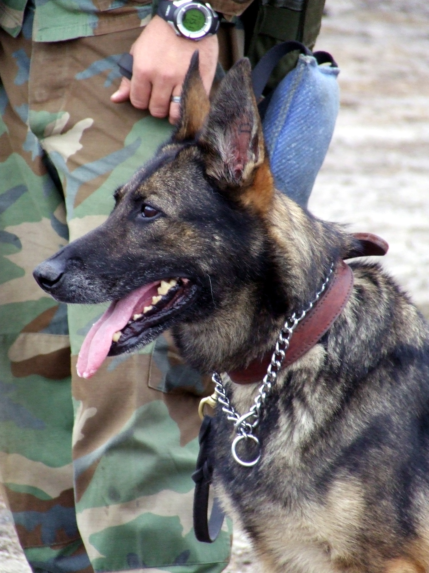 U.S. Air Force military working dog Sheryl, from the 22nd Security Forces Squadron, McConnell Air Force Base, Kansas, practices training while participating in Air Force Exercise Eagle Flag 08-1 Oct. 24 at Naval Air Engineering Station Lakehurst, N.J. Sheryl and her handler were students in the Air Force Phoenix Warrior Training Course 08-1.  The course and exercise are operated by the U.S. Air Force Expeditionary Center's 421st Combat Training Squadron at Fort Dix, N.J.  (U.S. Air Force Photo/Tech. Sgt. Scott T. Sturkol)