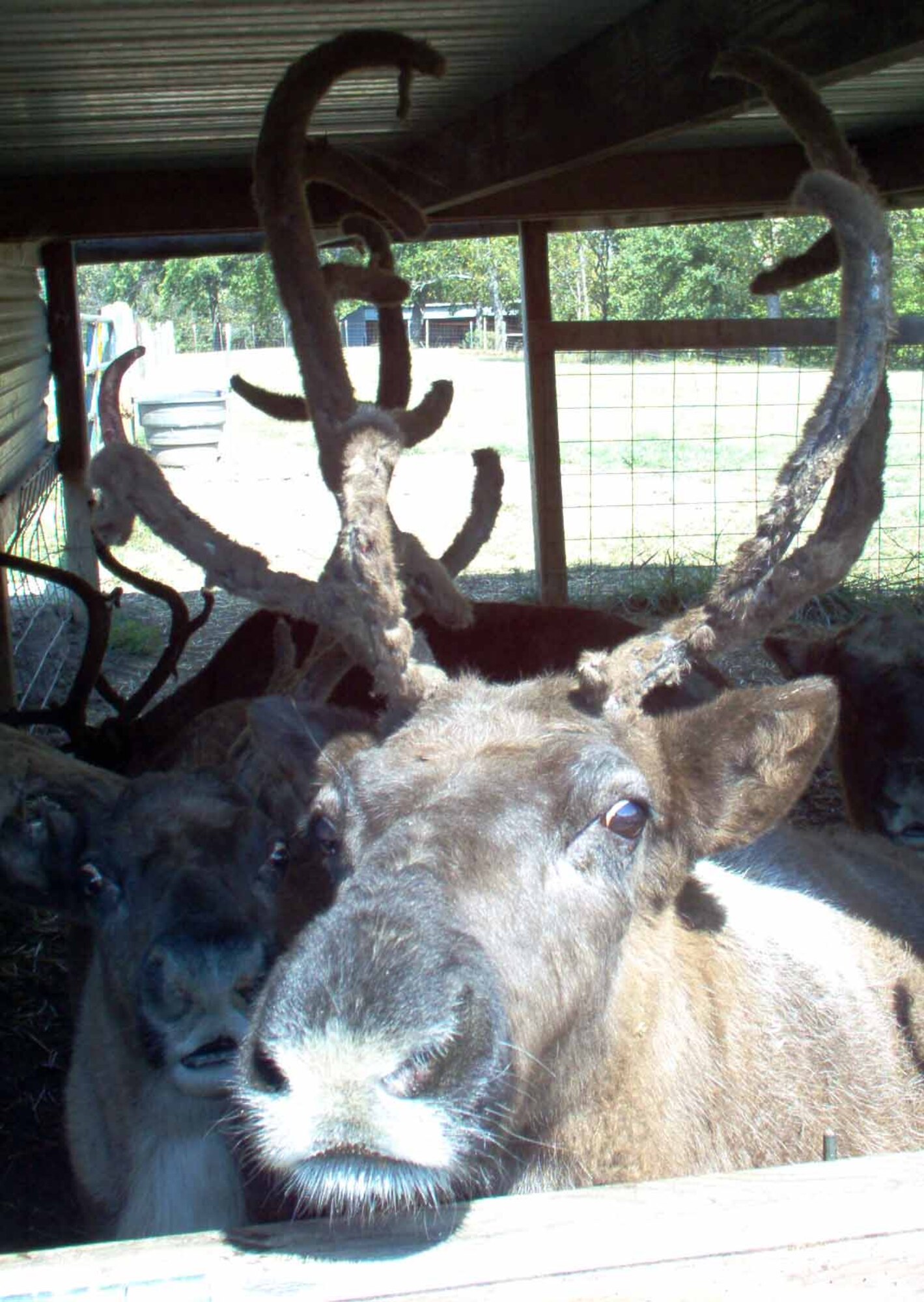 Santa's reindeer Prancer and one of his friends will make an appearance at the Tinker Club after the holiday parade Nov. 28. (Courtesy photo)