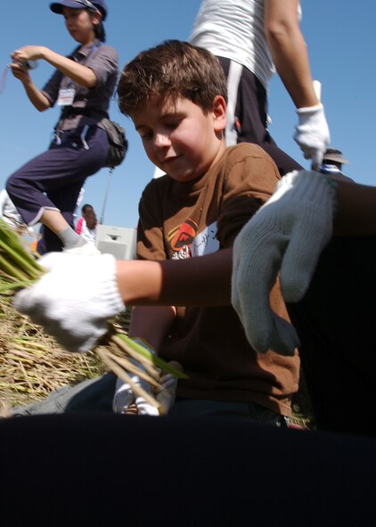 FUSSA, Japan - Ethan Poulder, a Yokota Air Base fourth grade student, harvests rice on September 25, 2007.  His class was given the chance to visist Seibugakuen Bunri Elementary School, interact with Japanese students, experience part of the culture and harvest rice that was planted early in 2007 by Japanese and American elementary school students. (U.S. Air Force photo by Airman First Class Jonathan Fowler)