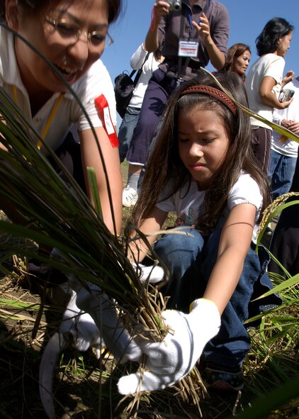 FUSSA, Japan - Raimu Hinkamper, a Yokota Air Base fourth grade student, harvests rice on September 25, 2007.  Her class was given the chance to visist Seibugakuen Bunri Elementary School, interact with Japanese students, experience part of the culture and harvest rice that was planted early in 2007 by Japanese and American elementary school students. (U.S. Air Force photo by Airman First Class Jonathan Fowler)