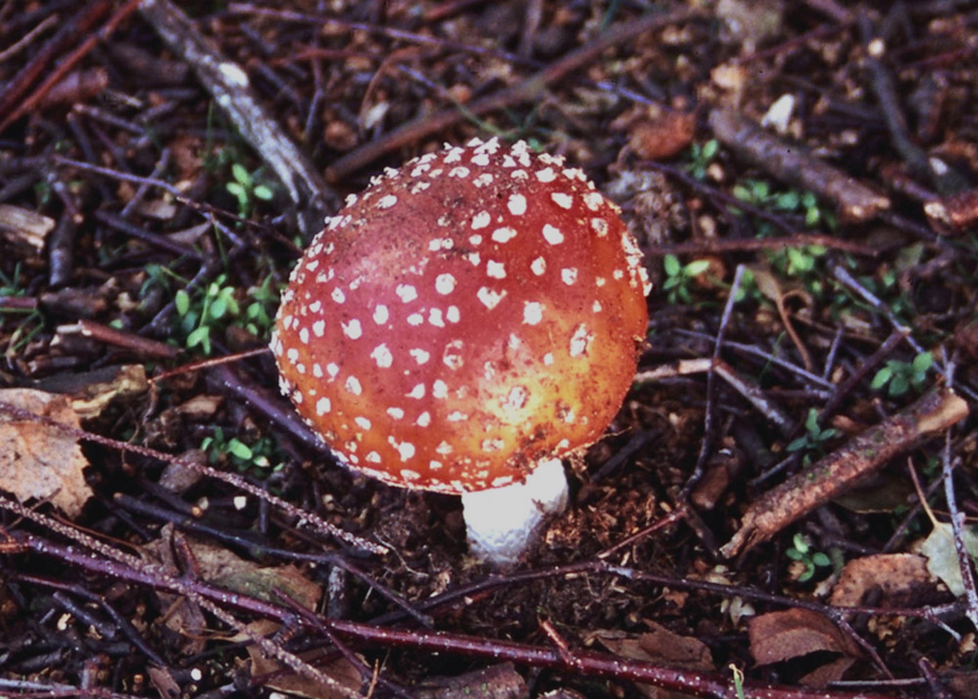 The poisonous Fly Agaric (U.S. Air Force photo by Judith Wakelam)