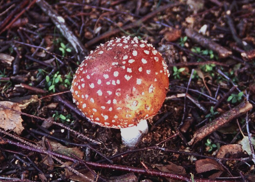 The poisonous Fly Agaric (U.S. Air Force photo by Judith Wakelam)