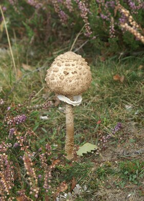 Parasol mushroom (U.S. Air Force photo by Judith Wakelam)