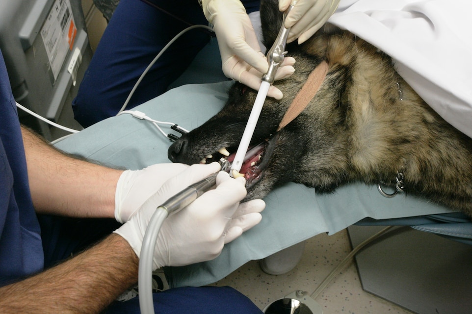 Rex has his tooth drilled into for the beginning of his root canal at the 23rd Dental Company, 1st Force Service Support Group Oct. 5.  Rex is the first K-9 to receive dental work from the dental clinic.