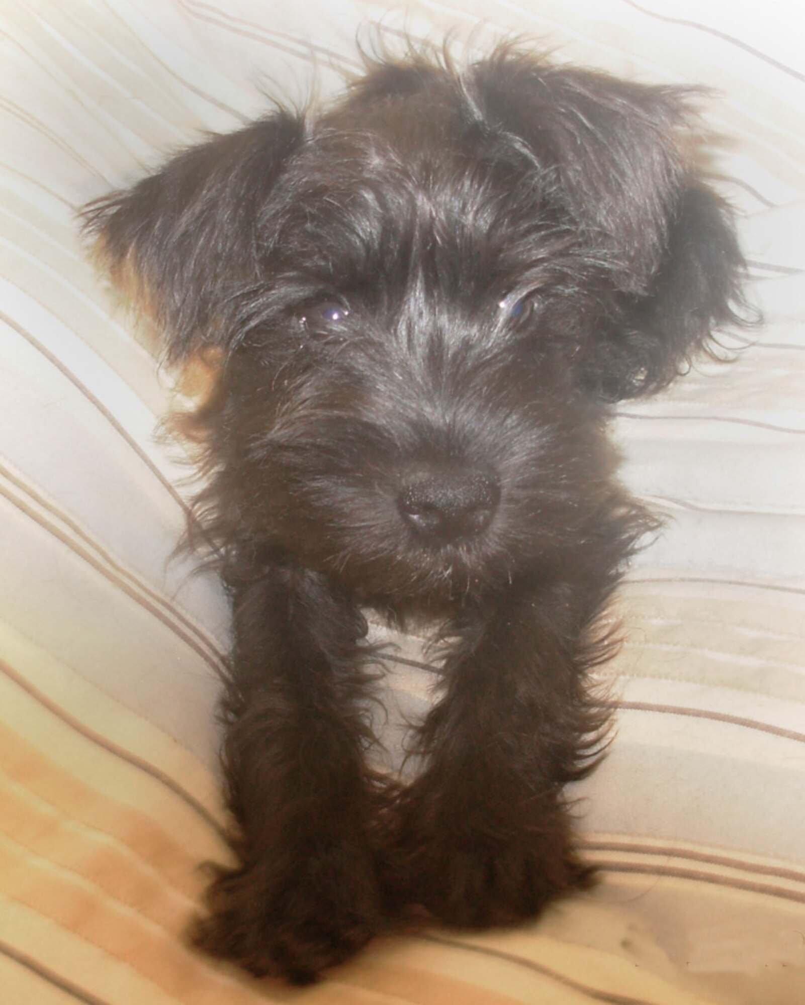 This stray dog was found in Chavez West housing on Oct. 1.  He's solid black with a red collar and no tags.  He is three to four months old, well behaved, tail clipped and teething.  He is believed to be a terrier.  Please contact Senior Airman Nicole Rankin at 784-7603 or 693-9572.           