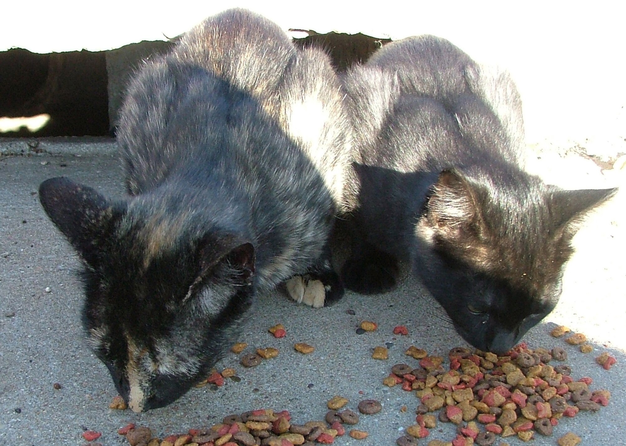 Sunny and Shady were abandoned in base housing.  They are in need of an adoptive or foster family.  Please contact Master Sgt. Melissa Santaella at 784-2508 for more information.
