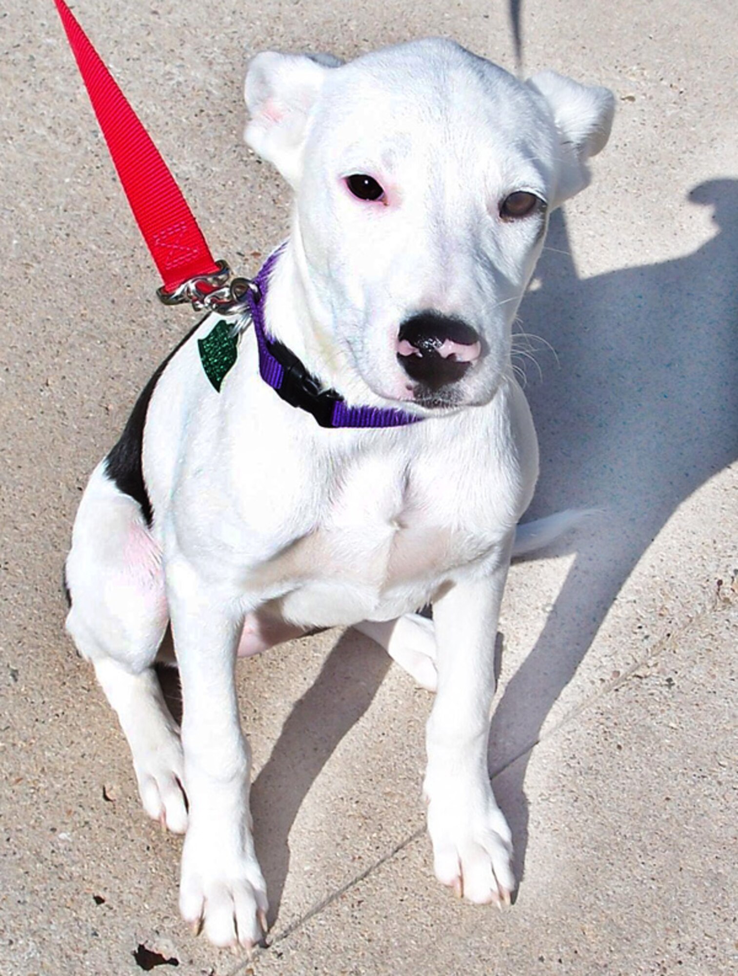 Blanca was found by a military family near Barry Elementary School. She's received her first set of immunizations and is house broken.  She weighs 20 pounds and is approximately 5-months old.  She loves children and gets along well with other animals.  She's very playful.  Please call Adelaide Huff at 784-2507.