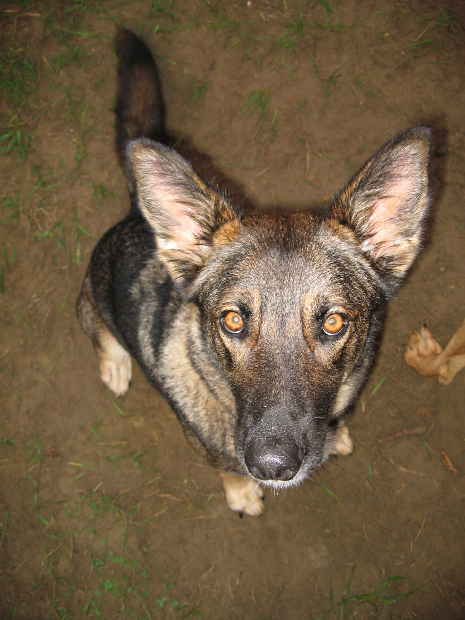 SPANGDAHLEM AIR BASE, Germany – Sophie, a Belgian Malinois mix, sits waiting for attention during Yappy Hour, Oct. 3. Yappy Hour takes place Wednesdays from 6:30 – 7:30 p.m. at the Pet Spa in Oberwies. (U.S. Air Force photo/Staff Sgt. Tammie Moore)