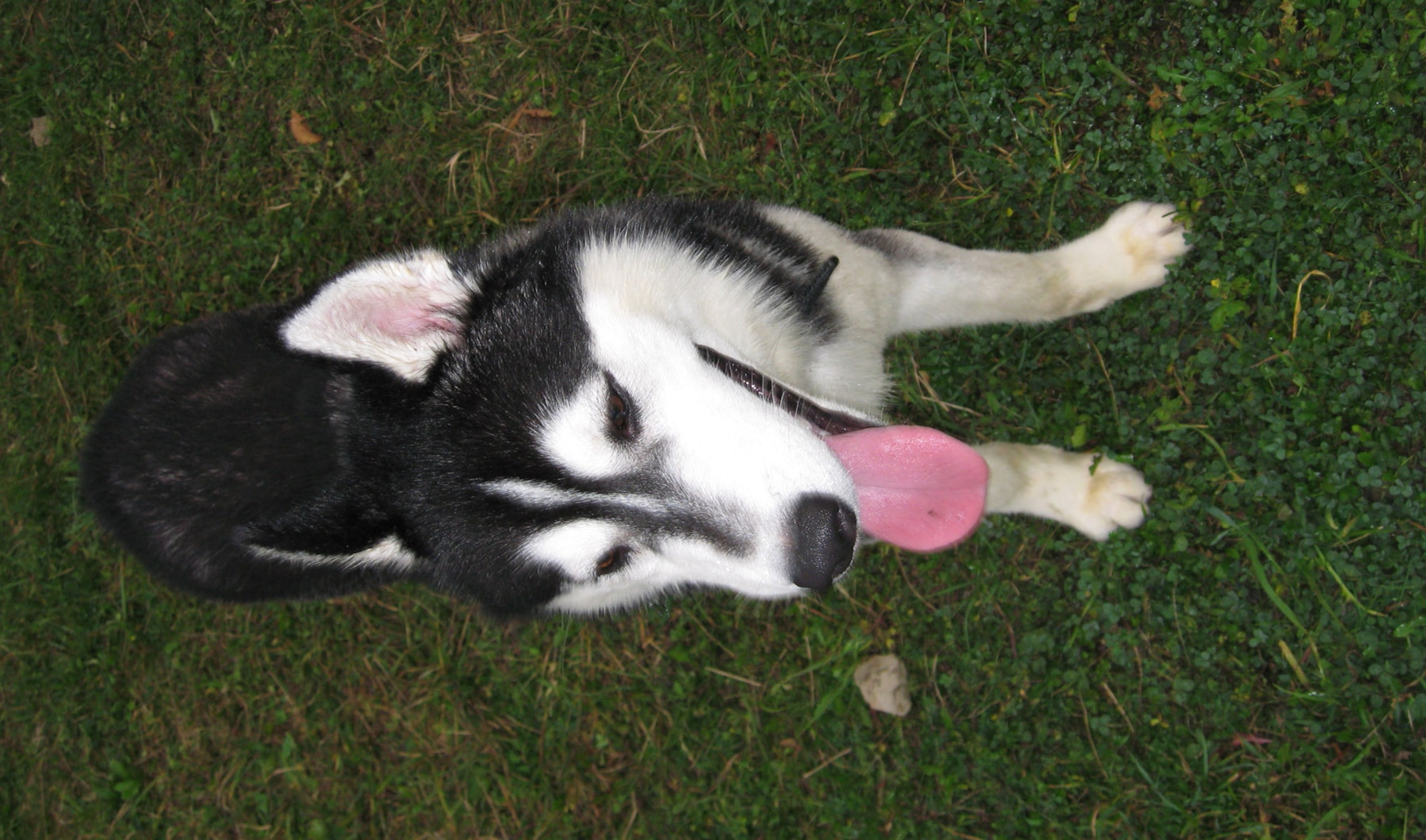 SPANGDAHLEM AIR BASE, Germany – Brady, a Siberian husky, takes a moment to catch his breath after chasing another dog during Yappy Hour, Oct. 3. Yappy Hour takes place Wednesdays from 6:30 – 7:30 p.m. at the Pet Spa in Oberwies. (U.S. Air Force photo/Staff Sgt. Tammie Moore)