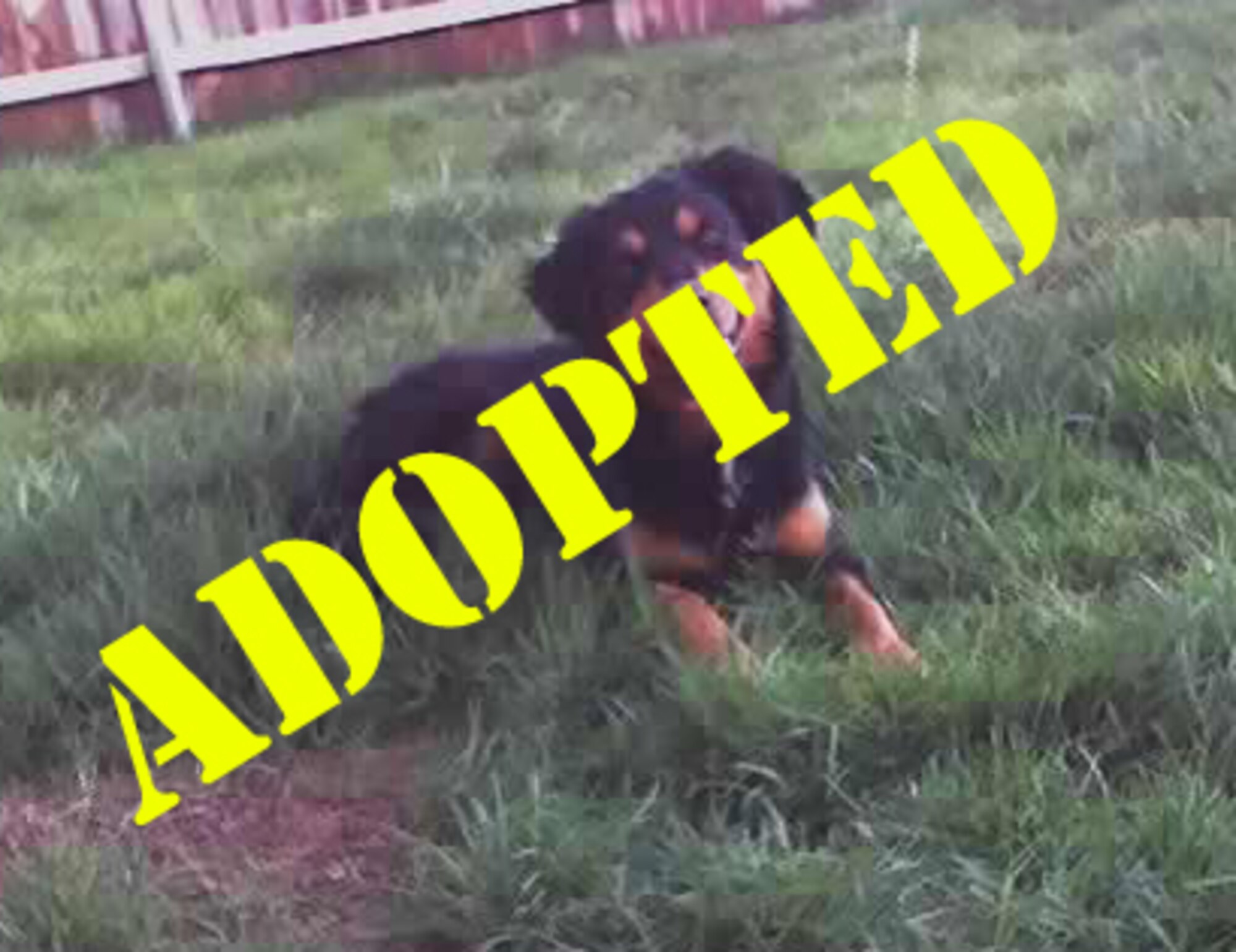 CANNON AIR FORCE BASE, N.M. -- Alfonso is very affectionate and needs a permanent loving home.  He's great with children and other dogs.  He has been neutered and immunized.  Please contact Master Sgt. Melissa Santaella at 784-2507 for more information. (courtesy photo)  