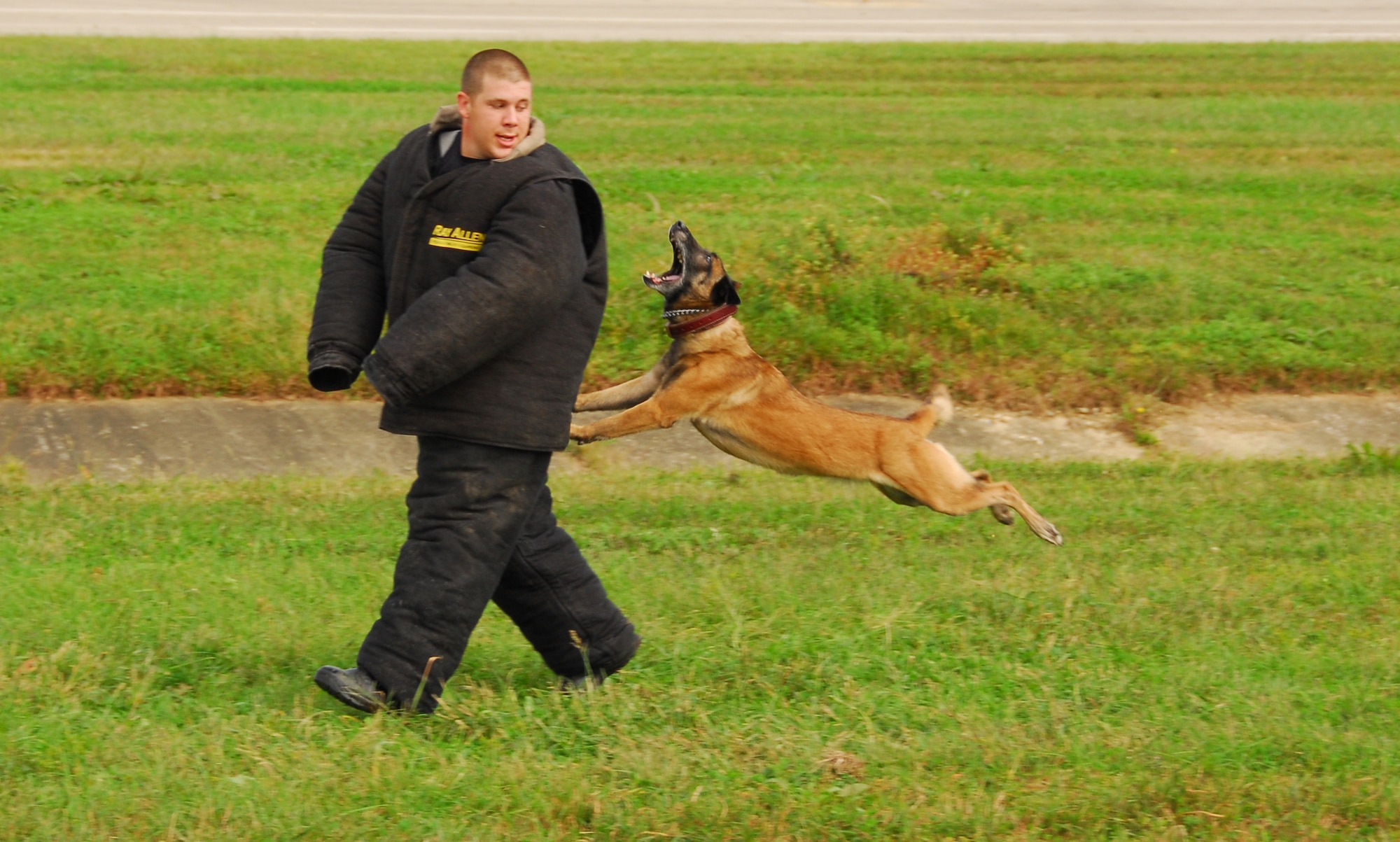 OSAN AIR BASE, Republic of Korea --  Robi, a military working dog with the 51st Security Forces Squadron, lunges at "fleeing suspect" Staff Sgt. Troy Glover, 51st Security SFS, during Air Power Day 2007. (U.S. Air Force photo by Staff Sgt. Ronnie Hill)
