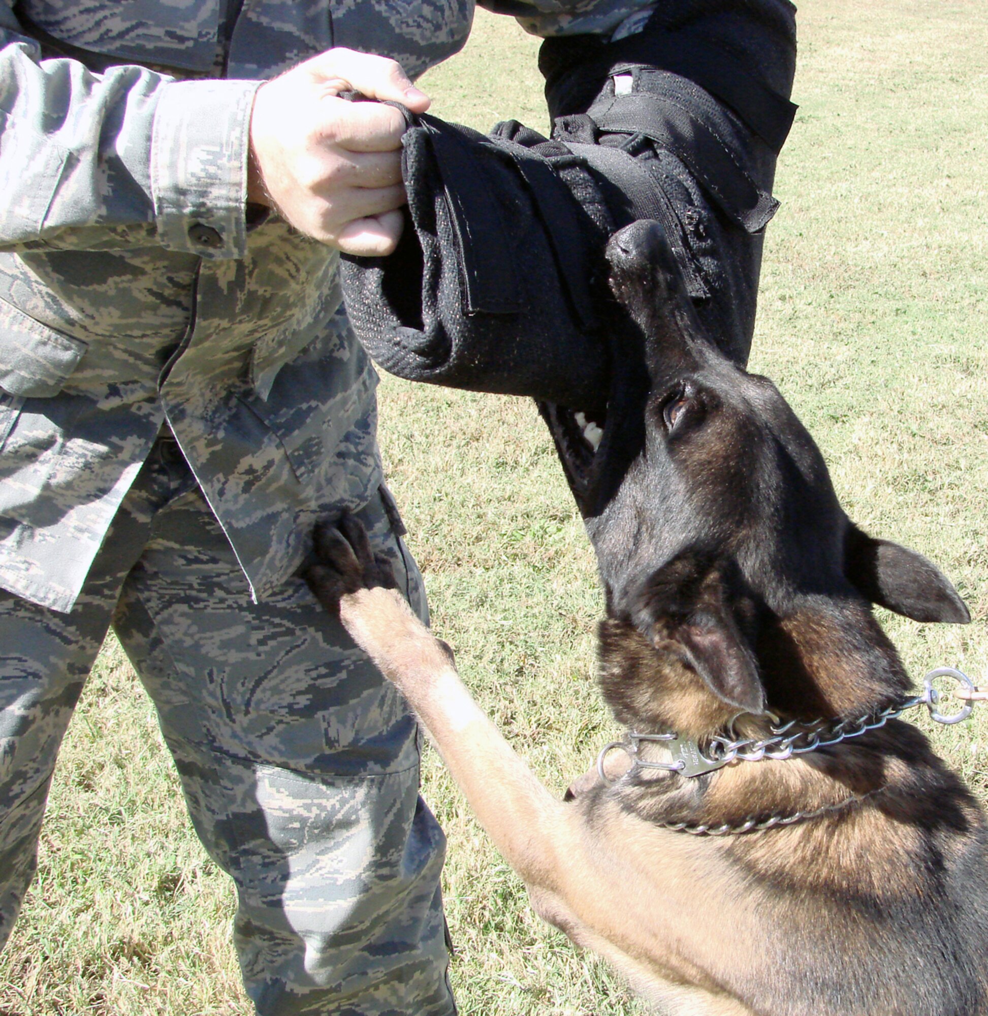 Eukay, a 6 year old Belgium Malinois, takes a bite out of Staff Sgt. Jonathan Hein, 71st Security Forces Squadron Military Working Dog handler, during aggression training. Eukay will compete during the National Police Canine Association’s 2007 National Training Seminar and Competition Oct. 15-20 at Vance Air Force Base. (U.S. Air Force photo by Tech. Sgt. Mary Davis)