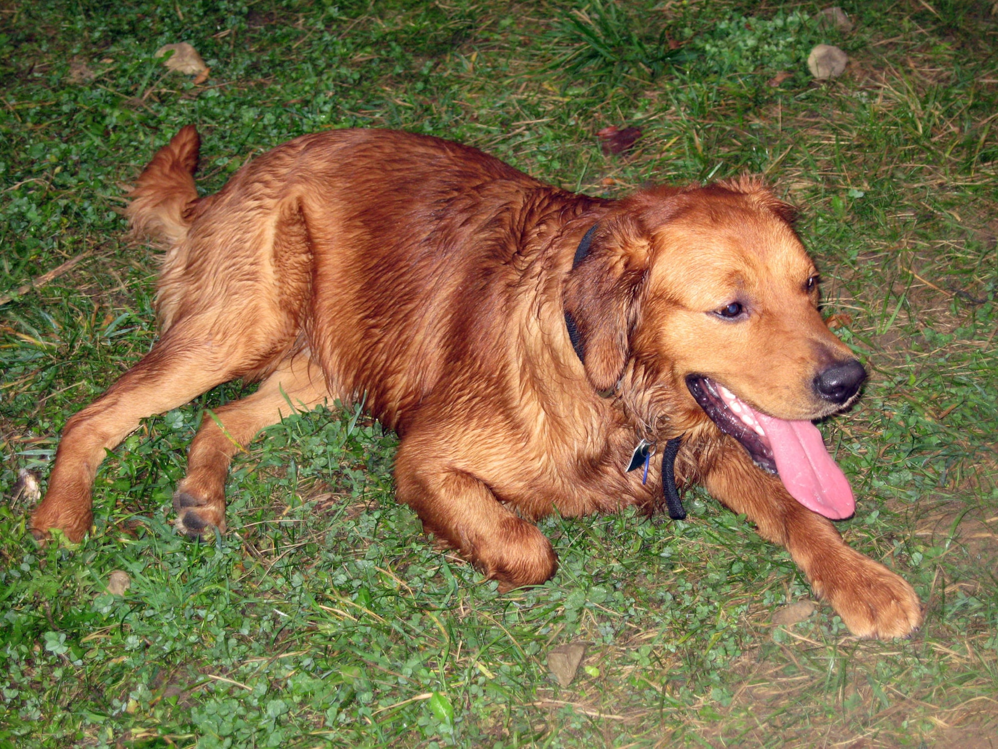 SPANGDAHLEM AIR BASE, Germany – Zaro takes a moment to catch his breath after playing fetch during Yappy Hour. Yappy Hour takes place Wednesdays from 6:30 – 7:30 p.m. at the Pet Spa in Oberwies. (U.S. Air Force photo/Staff Sgt. Tammie Moore)