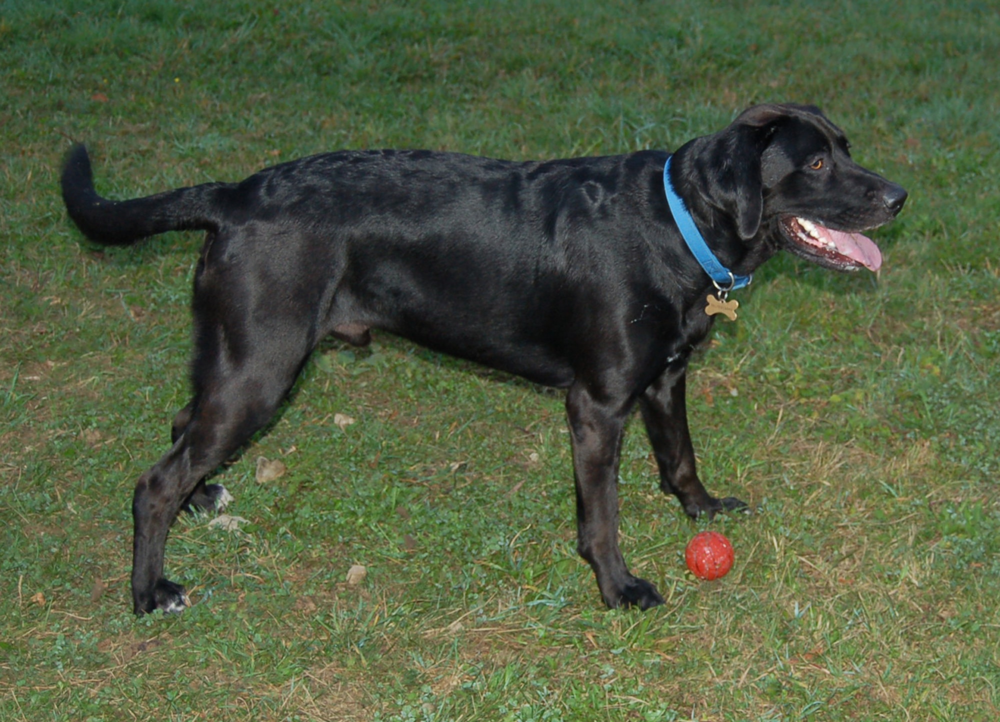 SPANGDAHLEM AIR BASE, Germany -- Oslo waits for Courtney McCormack, Pet Spa dog trainer, to throw the ball for him. Yappy Hour provides active dogs an outlet for their extra energy. (U.S. Air Force photo/Staff Sgt. Tammie Moore)
