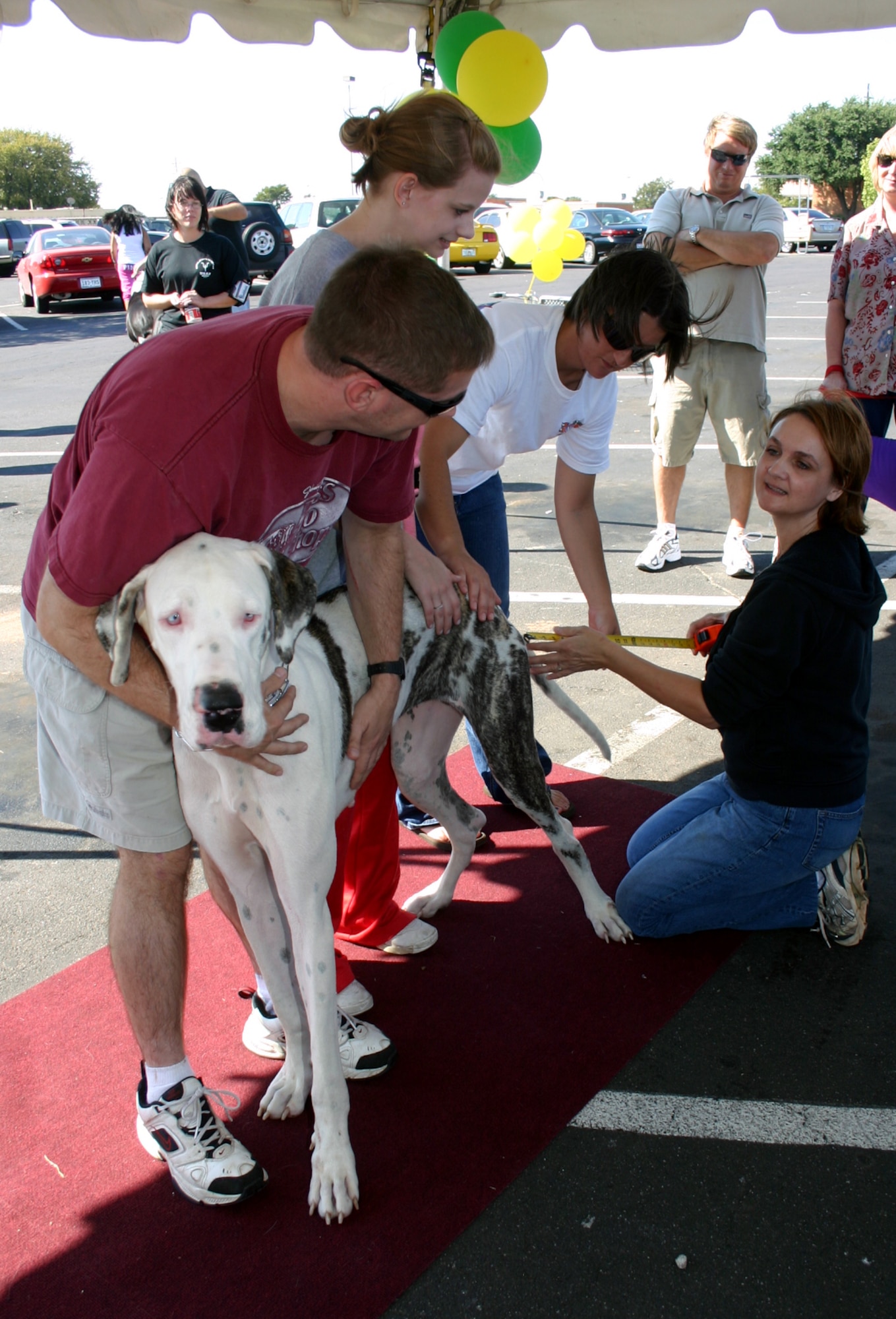 360th Training Squadron Commander Lt. Col. Glenn Roberts and daughter Jillian present their dog Georgia for the longest tail competition at the Dog Show in the base exchange parking lot Oct. 13.  Measuring Georgia's tail are 382nd TRS's Lt. Col. Teri Russell and Senior Airman Emily Williams. Georgia took second place. (U.S. Air Force photo/Staff Sgt. Tonnette Thompson)