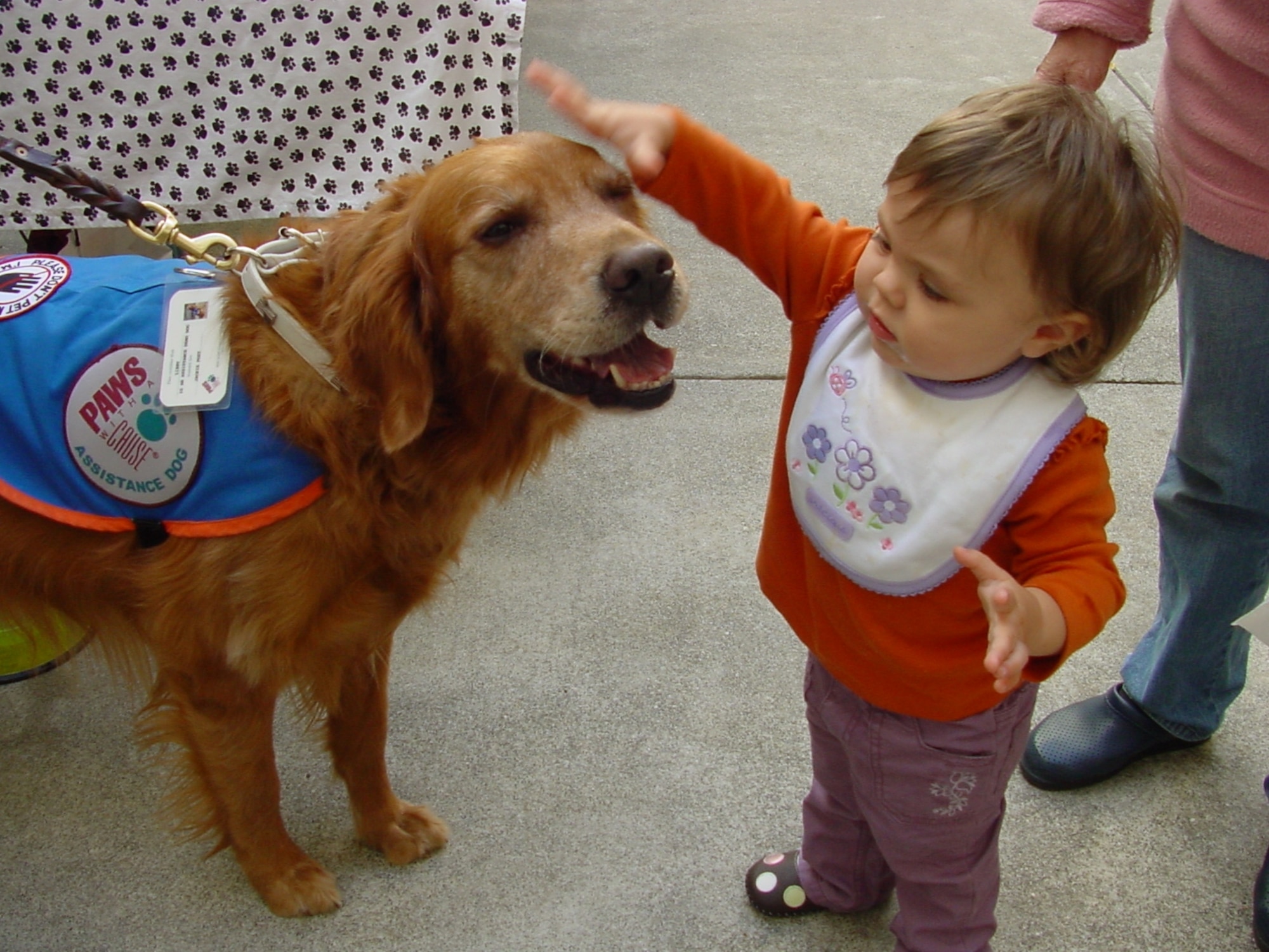 Natalia Olds, 14 months, granddaughter of Gregory and Anita Olds, makes friends with a four-legged member of the “Paws with a Cause” program during a kick-off event for the Combined Federal Campaign at the David Grant USAF Medical Center. (U.S. Air Force photo/Jim Spellman) 