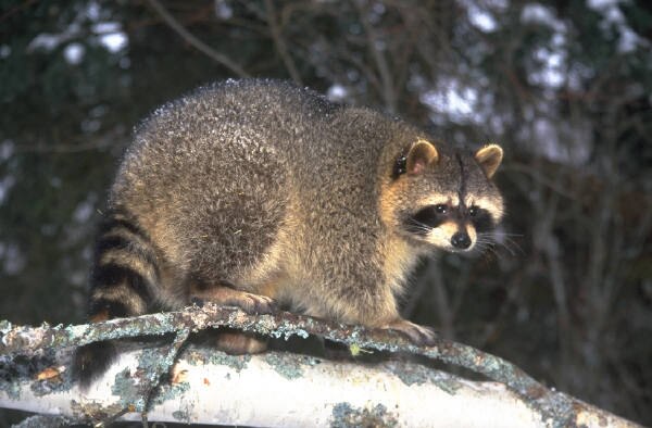 According to the Humane Society of the United States, the raccoon is one of four wild animals in the United States (including the fox, skunk and bat) considered to be primary carriers of the rabies virus. Despite the concern and fear surrounding rabies, advances in public education, vaccination of pets and post-exposure treatment have greatly reduced the risk to humans. (Courtesy photo)