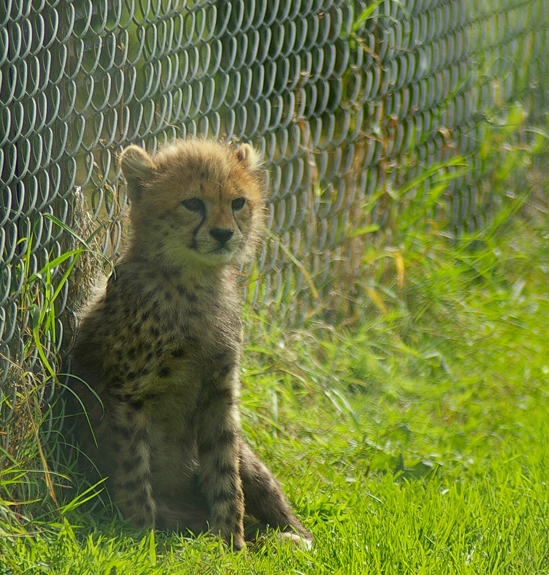 This cheetah cub is one of five born June 7 at Africa Alive. Cheetahs are just one of the many African animals people can see at the wildlife park near Lowestoft. (U.S. Air Force photo by Karen Abeyasekere)