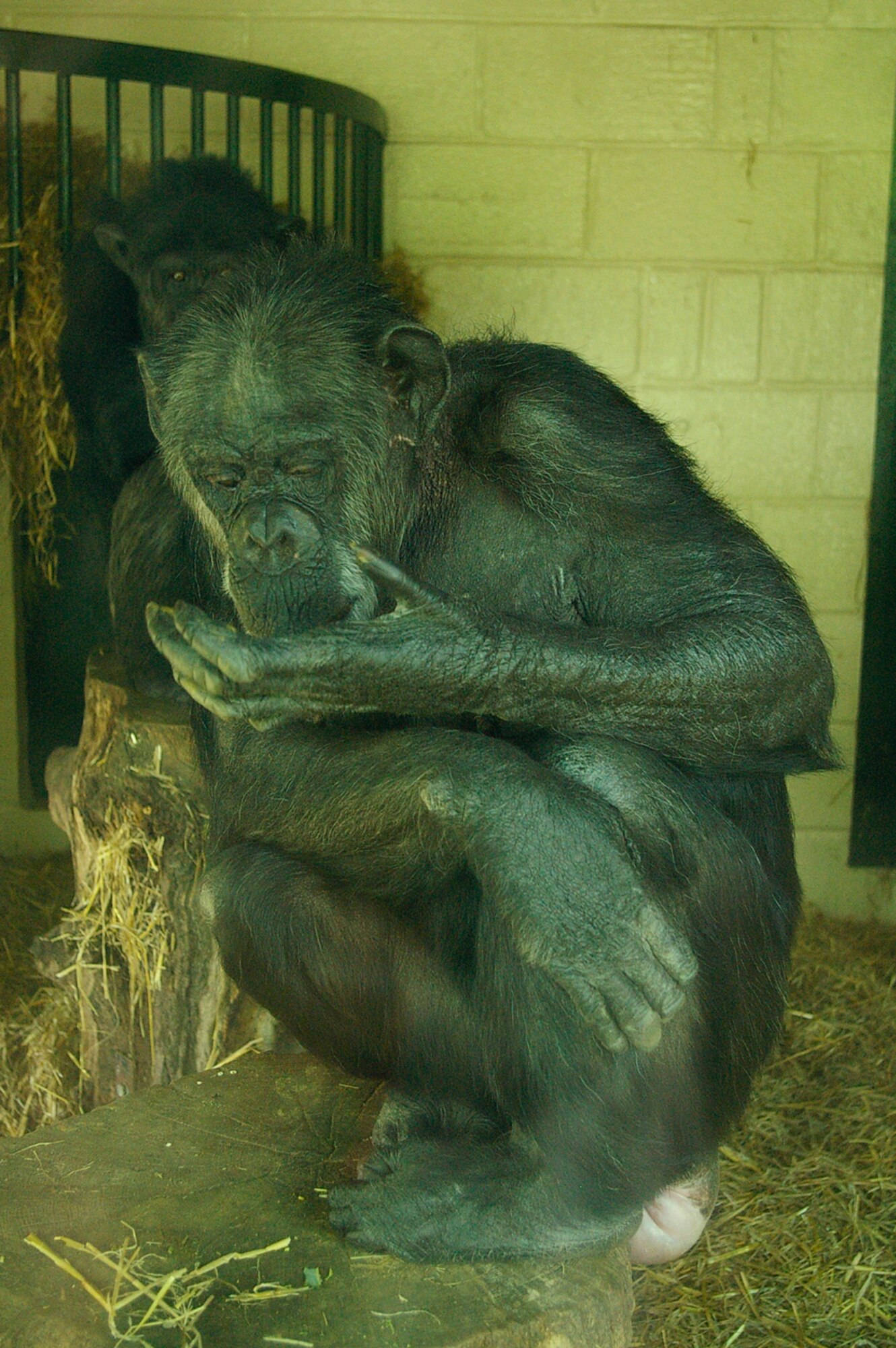 Chimpanzees relax in their indoor enclosure at Africa Alive, as they keep watch through the glass at people looking at them. (U.S. Air Force photo by Karen Abeyasekere)